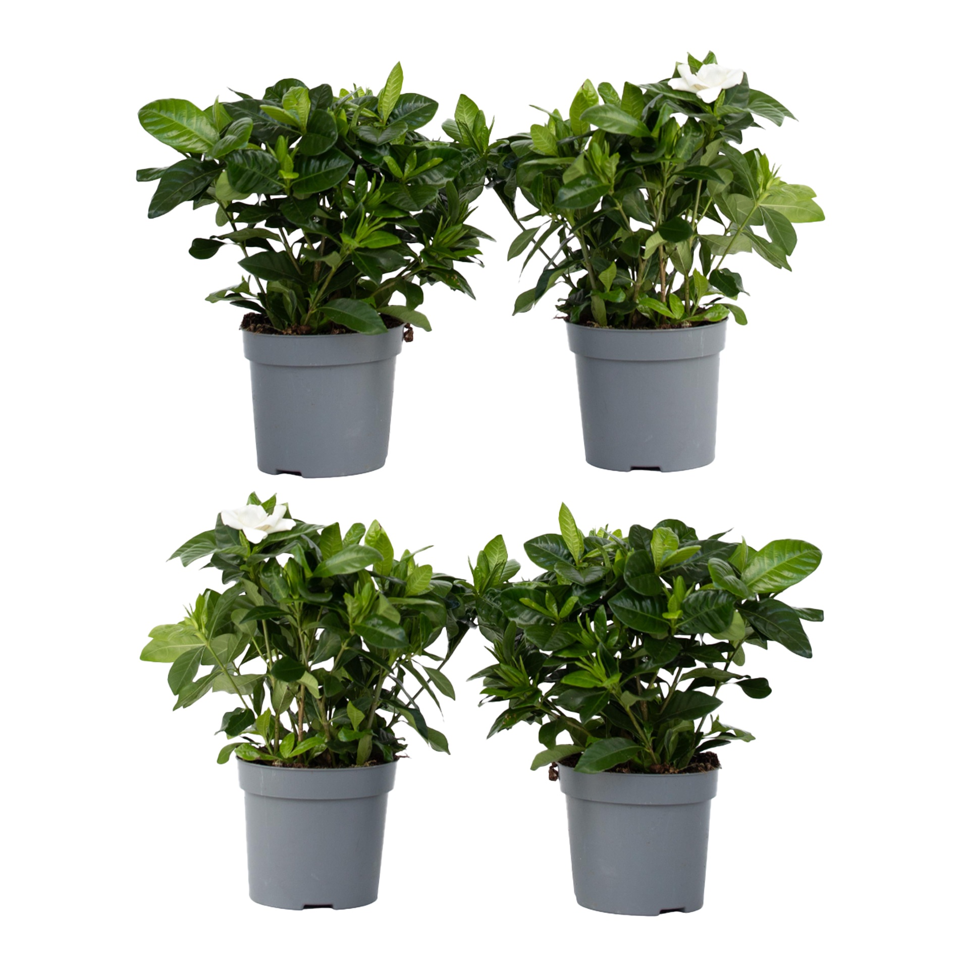 Kaapse jasmijn - Set van 4 - Gardenia jasminoides - Hoogte 20-30cm -⌀13cm afbeelding