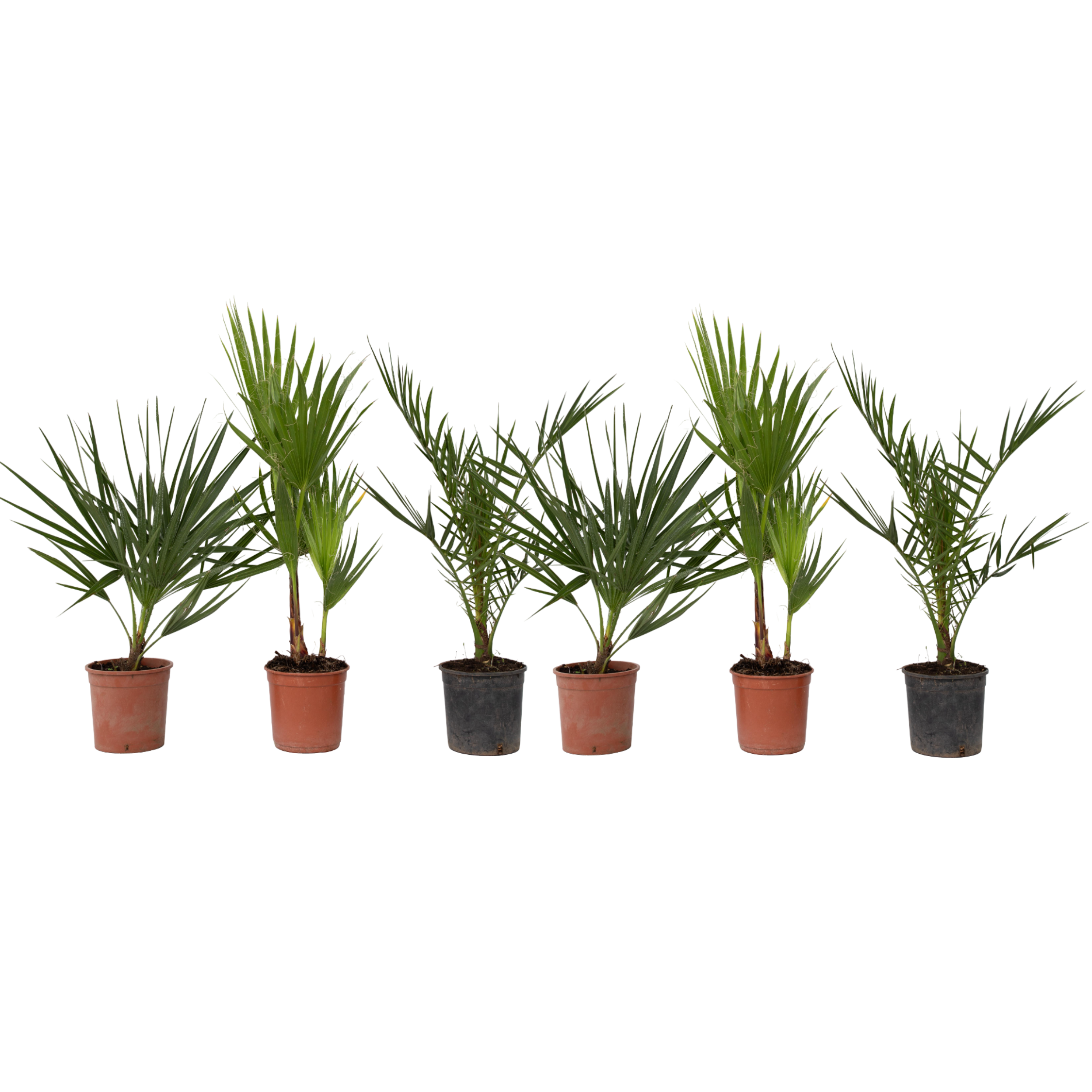 Tuinpalm - Set van 6 - Phoenix Chamaerops Washingtonia - Hoogte 50-70cm -⌀15cm afbeelding