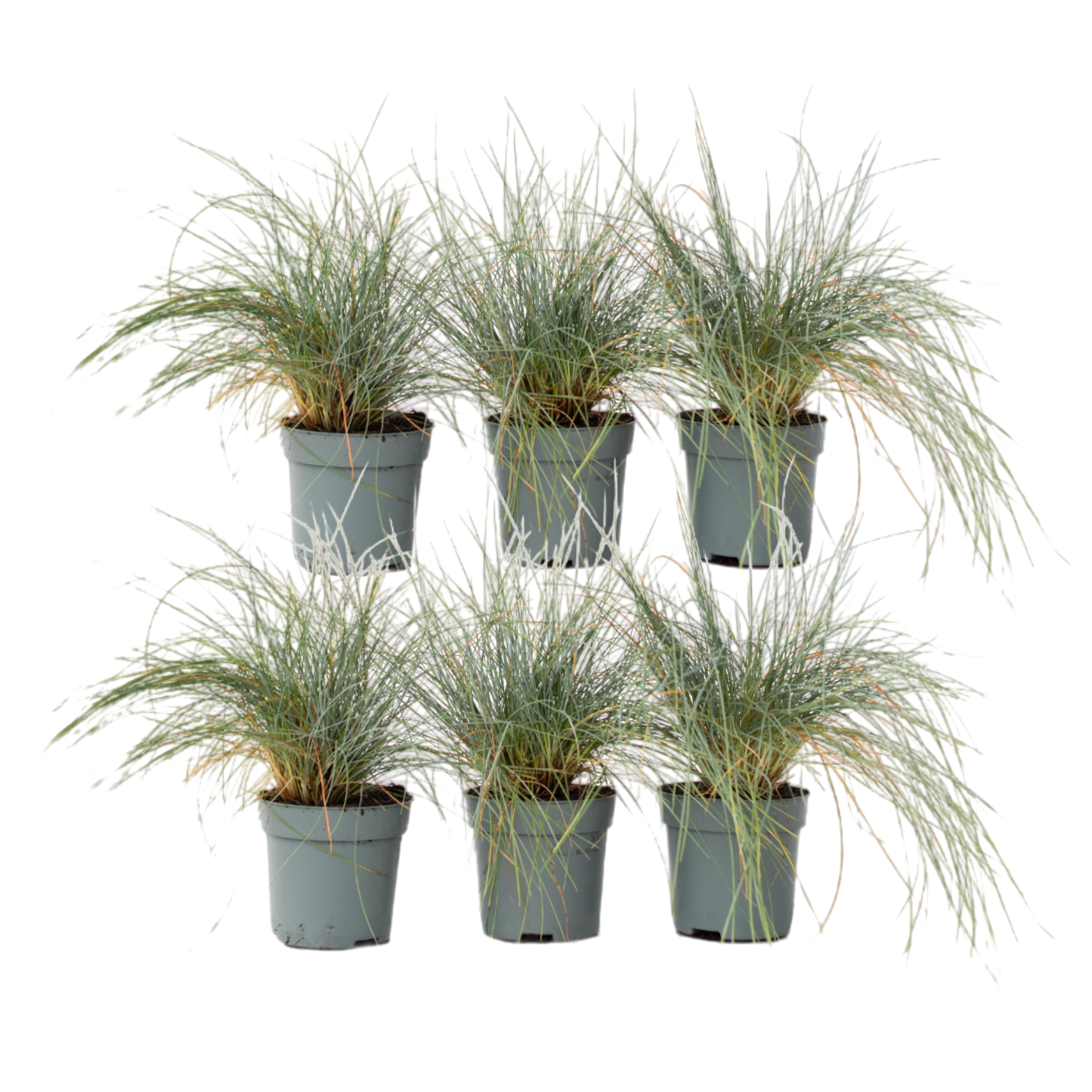 Blauw schapegras - Set van 6 - Festuca'Elijah Blue'- Hoogte 10-15cm -⌀9cm afbeelding