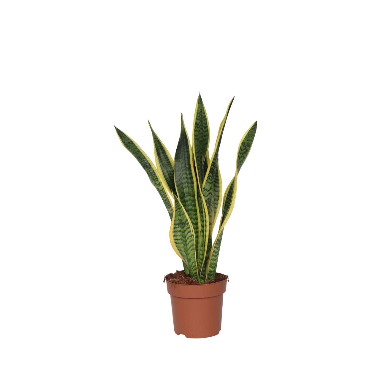 Vrouwentong - Sansevieria trifasciata Laurentii - Hoogte 60-70cm -⌀17cm afbeelding