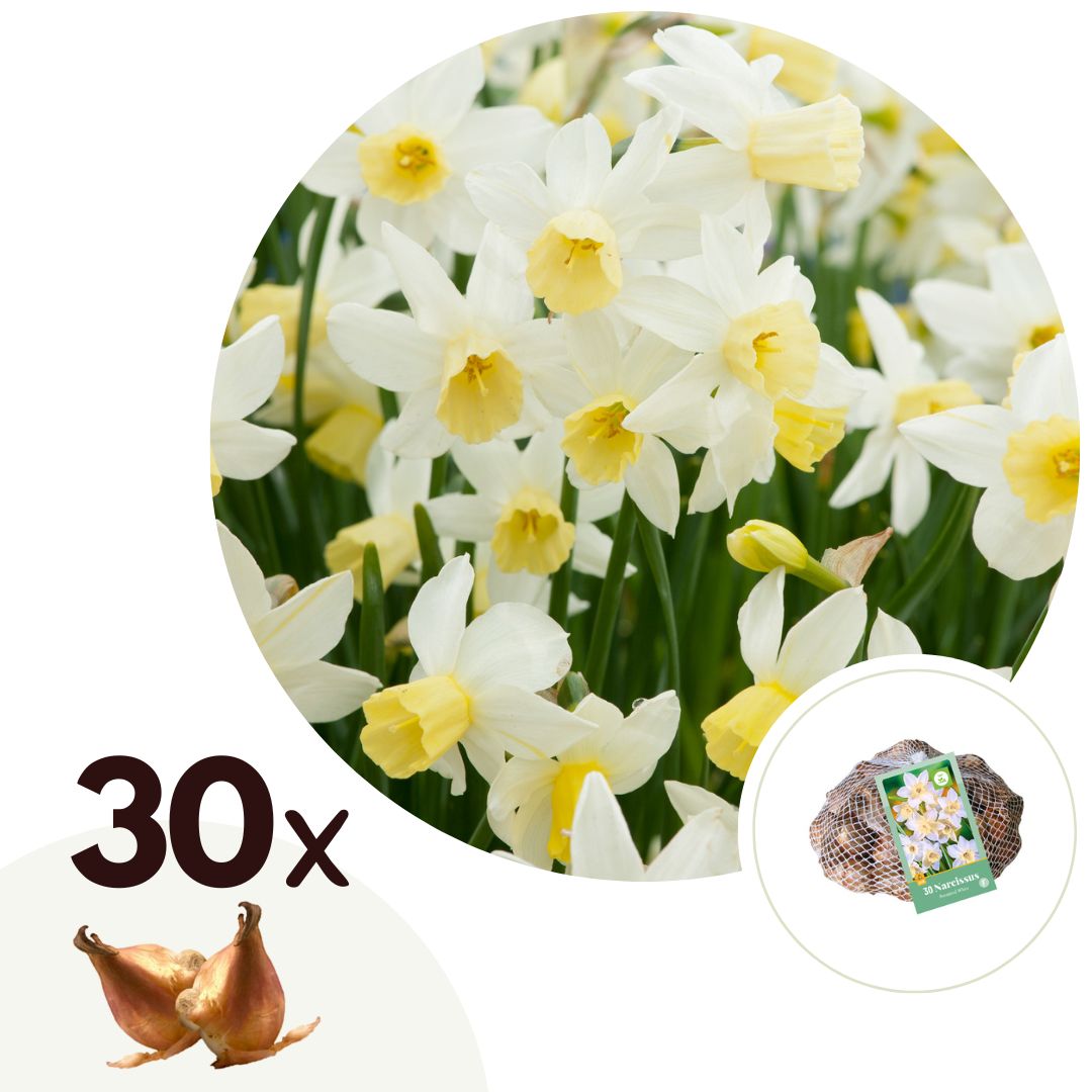Narcissen - Set van 30 - Narcissus'Botanical White'- Bloembollen - Geel afbeelding