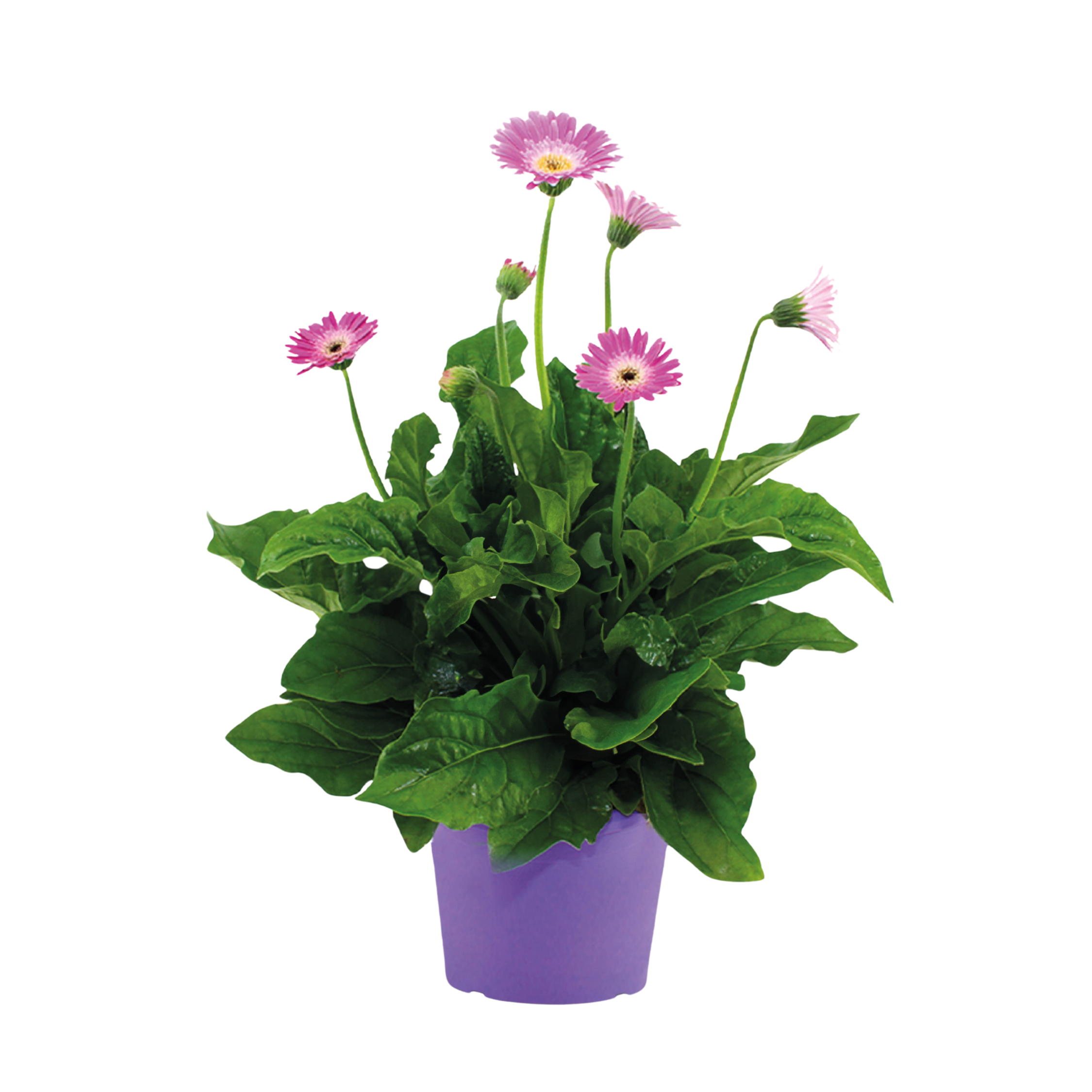 Gerbera garvinea - Paars - Hoogte 45-60cm -⌀19cm afbeelding