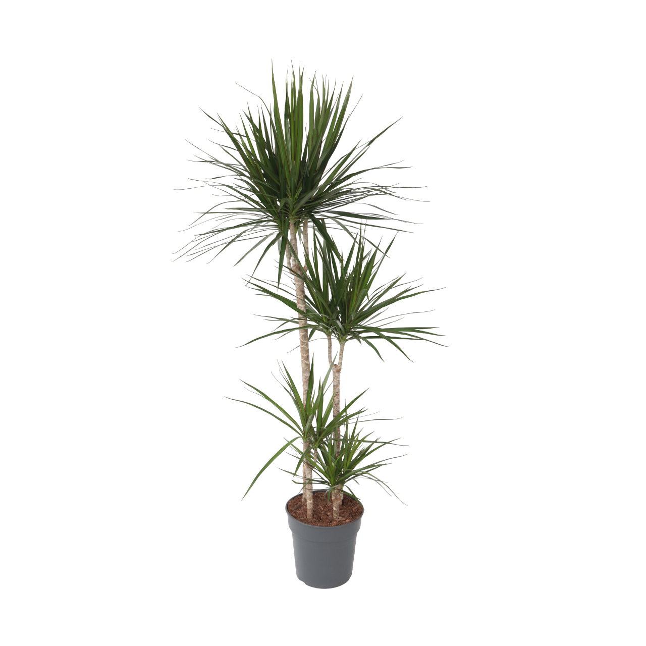 Drakenbloedboom - Dracaena marginata - Hoogte 150-160cm -⌀27cm afbeelding