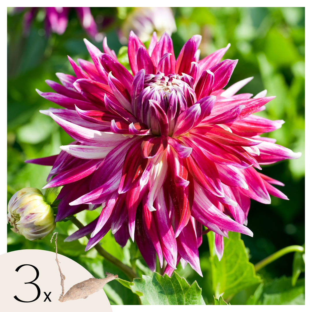 Dahliaknollen - Set van 3 - Dahlia'Vancouver'- Roze afbeelding