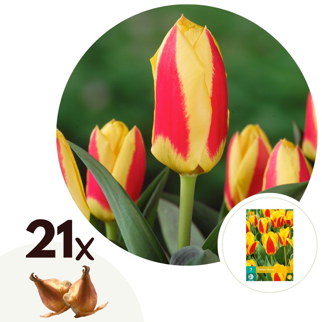 Tulpenbollen - Set van 21 - Tulipa'Stresa'- Bloembollen - Wit afbeelding