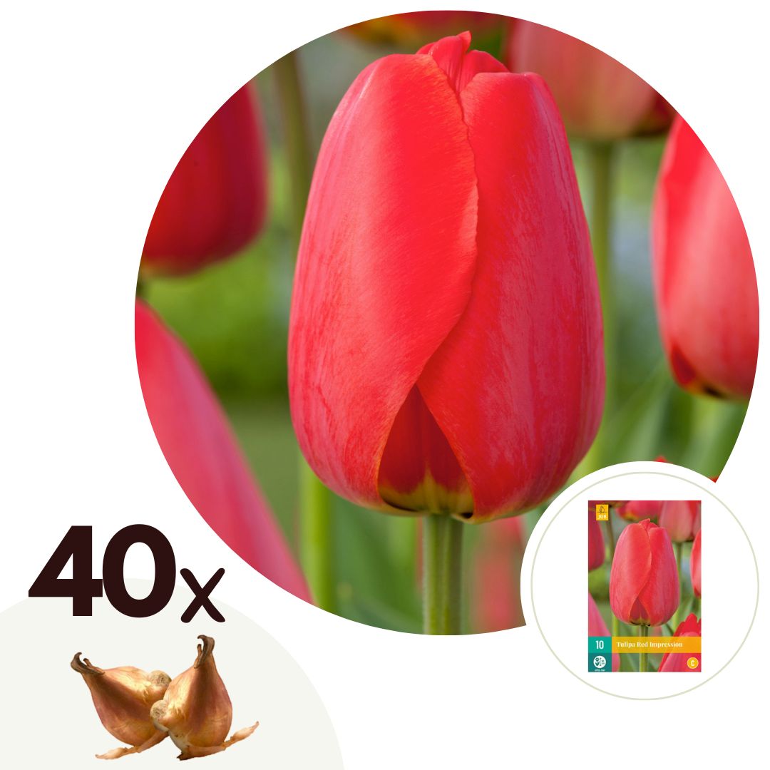 Tulpenbollen - Set van 40 - Tulipa'Red Impression'- Bloembollen - Rood afbeelding