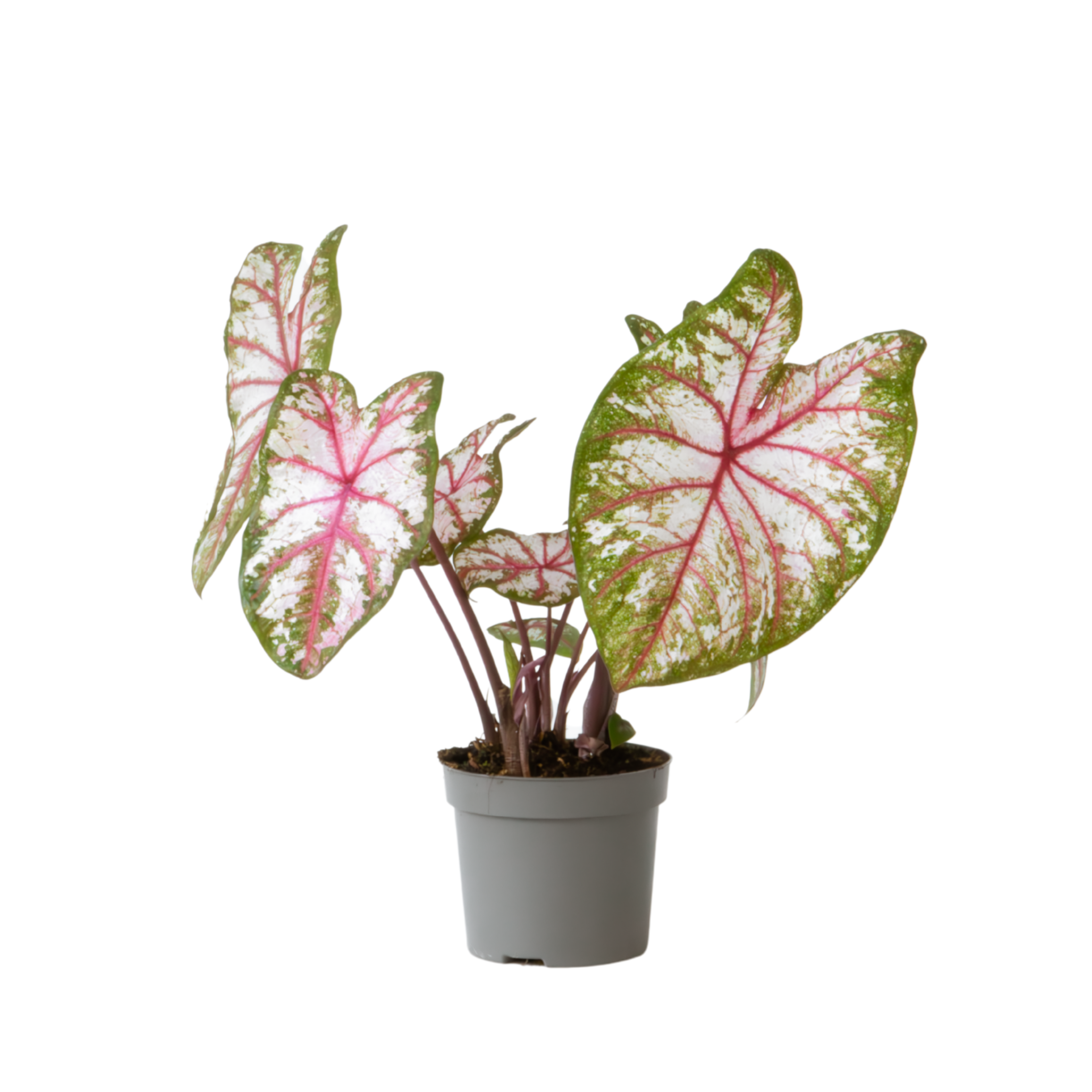 Engelenvleugels - Caladium'Tapestry'- Hoogte 25-35cm -⌀13cm afbeelding