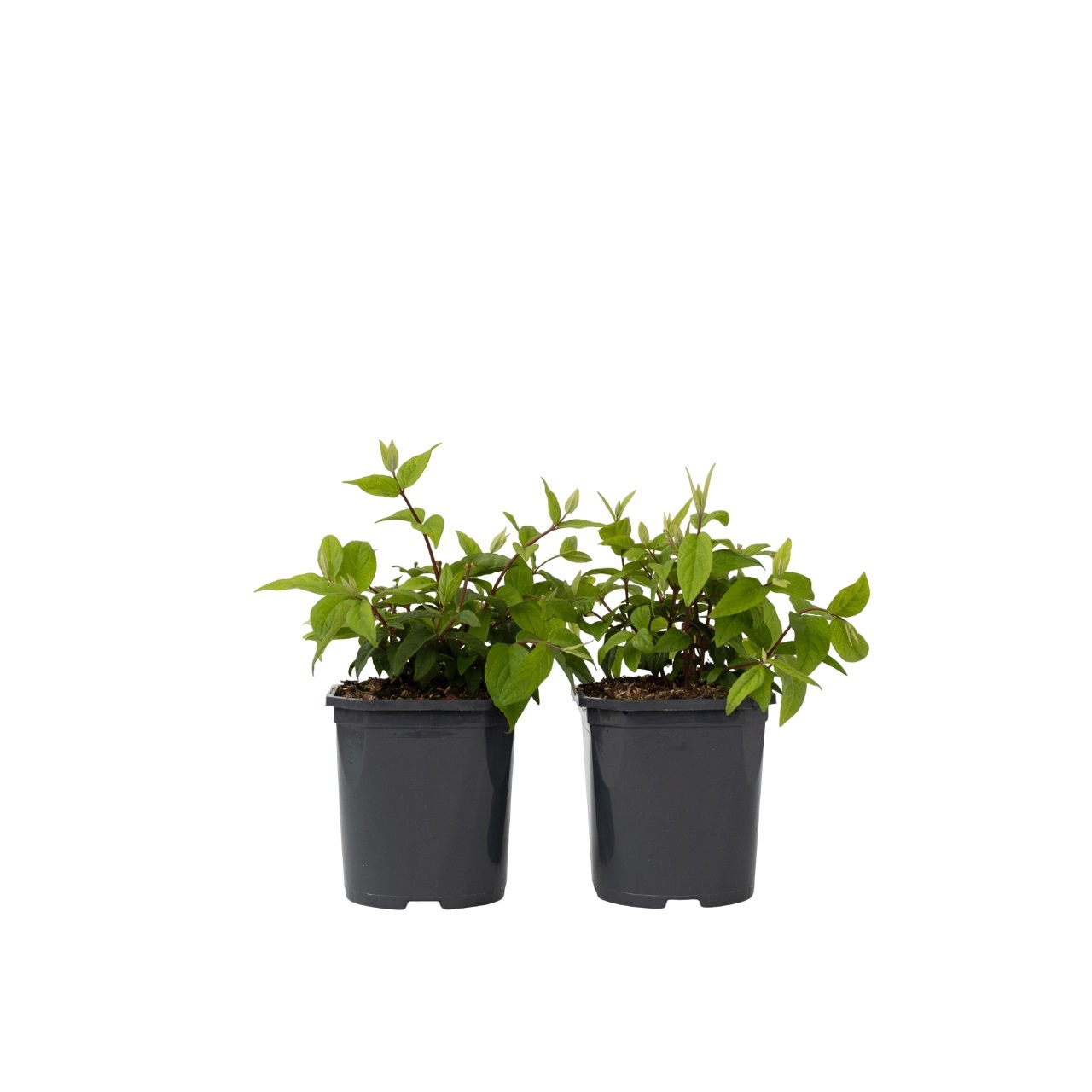 Bruidsbloem - Set van 2 - Deutzia'Strawberry Fields'- Hoogte 25-40cm -⌀17cm afbeelding