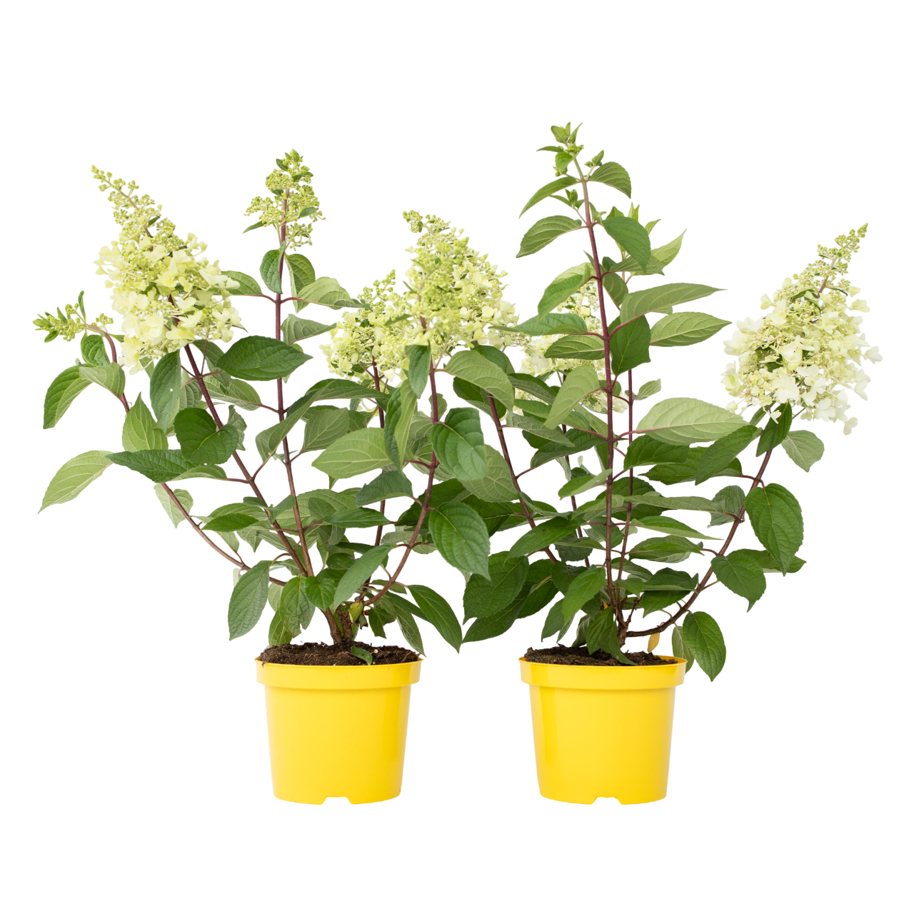 Pluimhortensia - Set van 2 - Hydrangea'Candlelight'- Hoogte 25-40cm -⌀19cm afbeelding