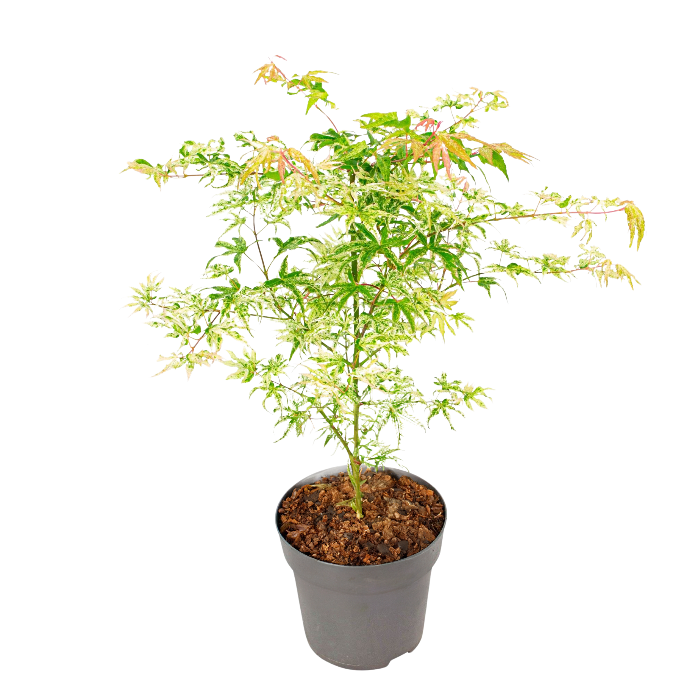 Japanse Esdoorn - Acer palmatum'Ukigumo'- Hoogte 50-60cm -⌀19cm afbeelding