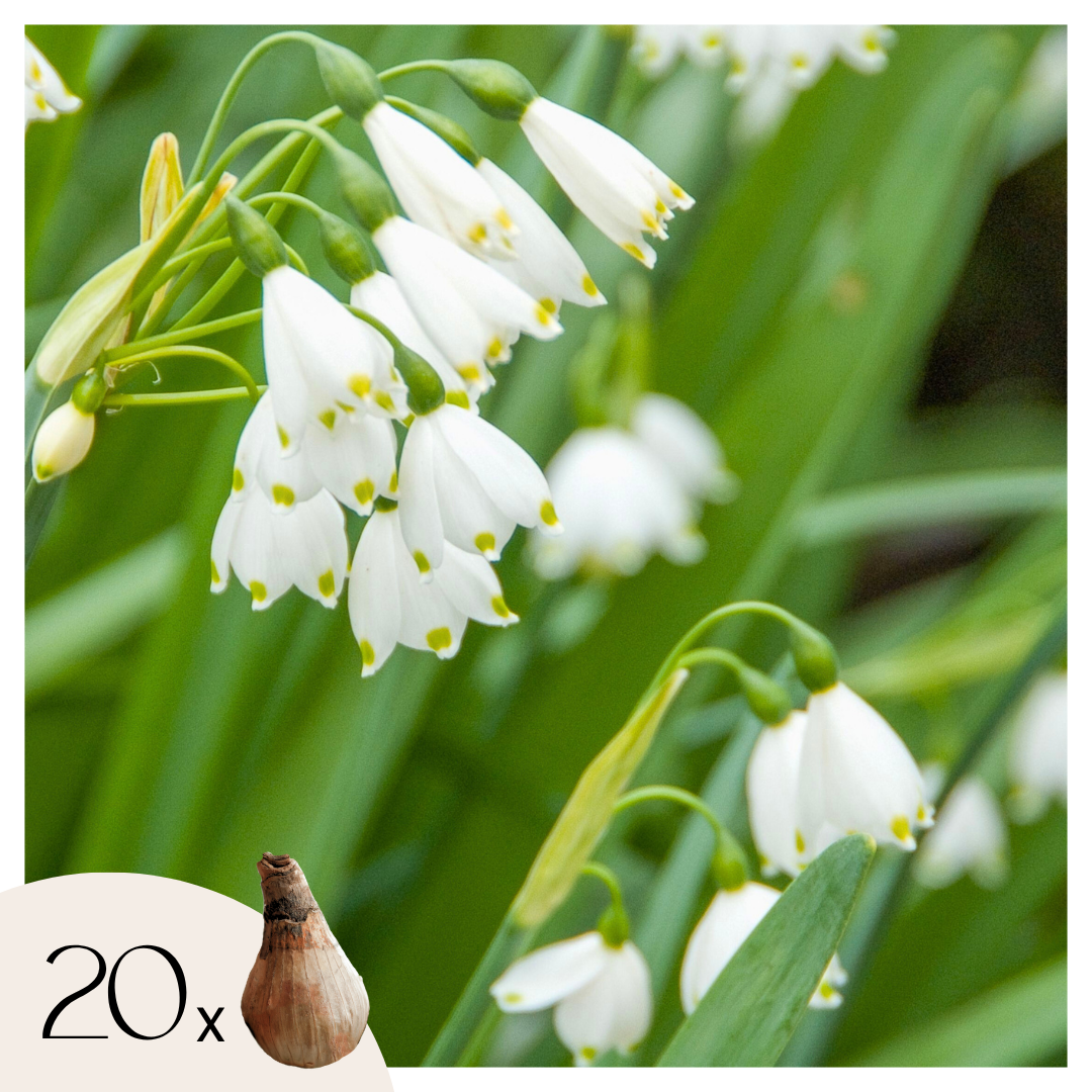 Zomerklokje - Set van 20 - Leucojum aestivum - Bloembollen - Wit afbeelding