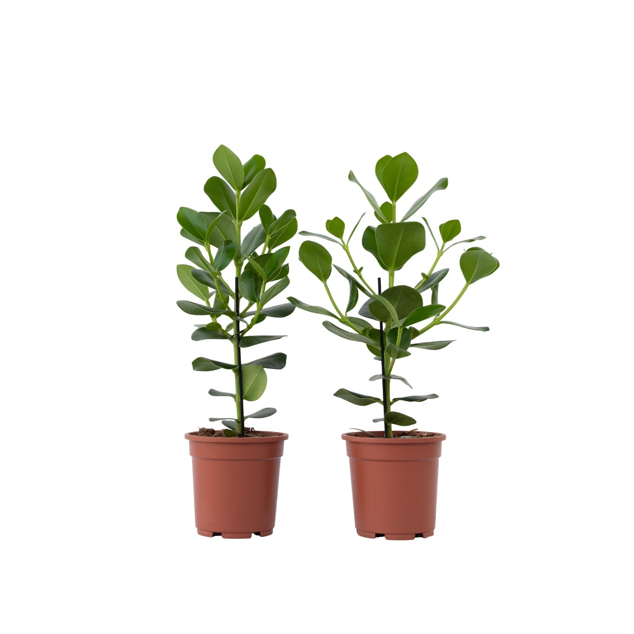 Varkensboom - Set van 2 - Clusia rosea'Princess'- Hoogte 50-60cm -⌀17cm afbeelding