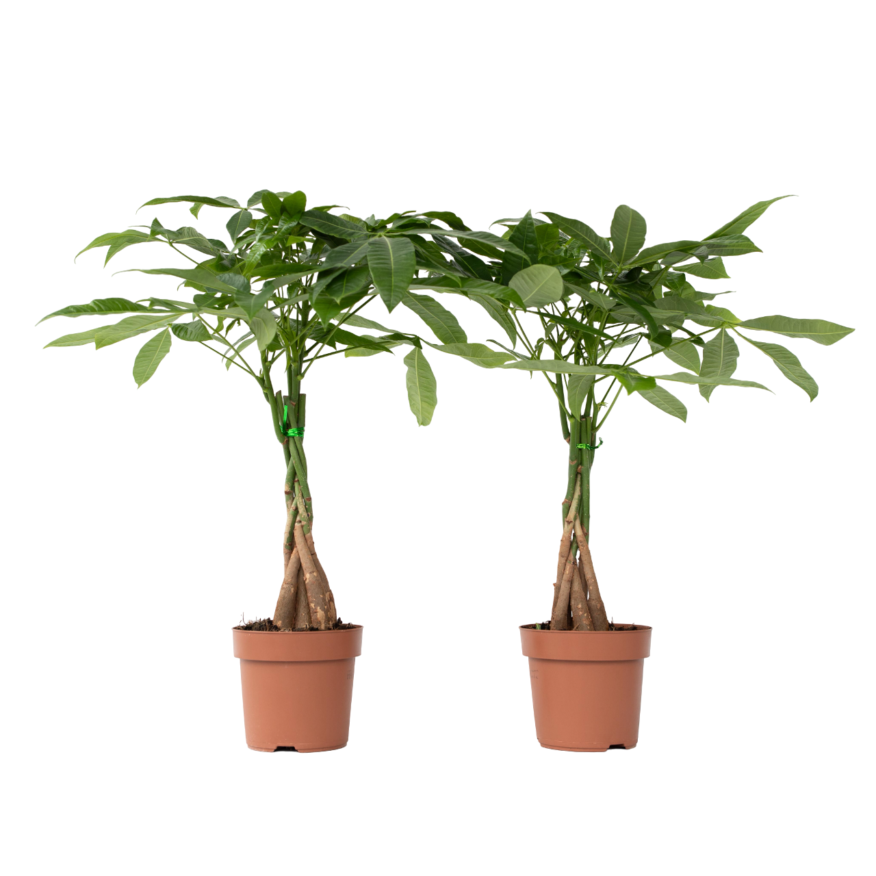 Geldboom - Set van 2 - Pachira aquatica - Hoogte 60-70cm -⌀17cm afbeelding