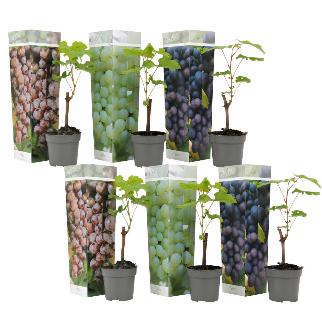 Druivenplant - Set van 6 - Vitis vinifera - Hoogte 25-40cm -⌀9cm afbeelding