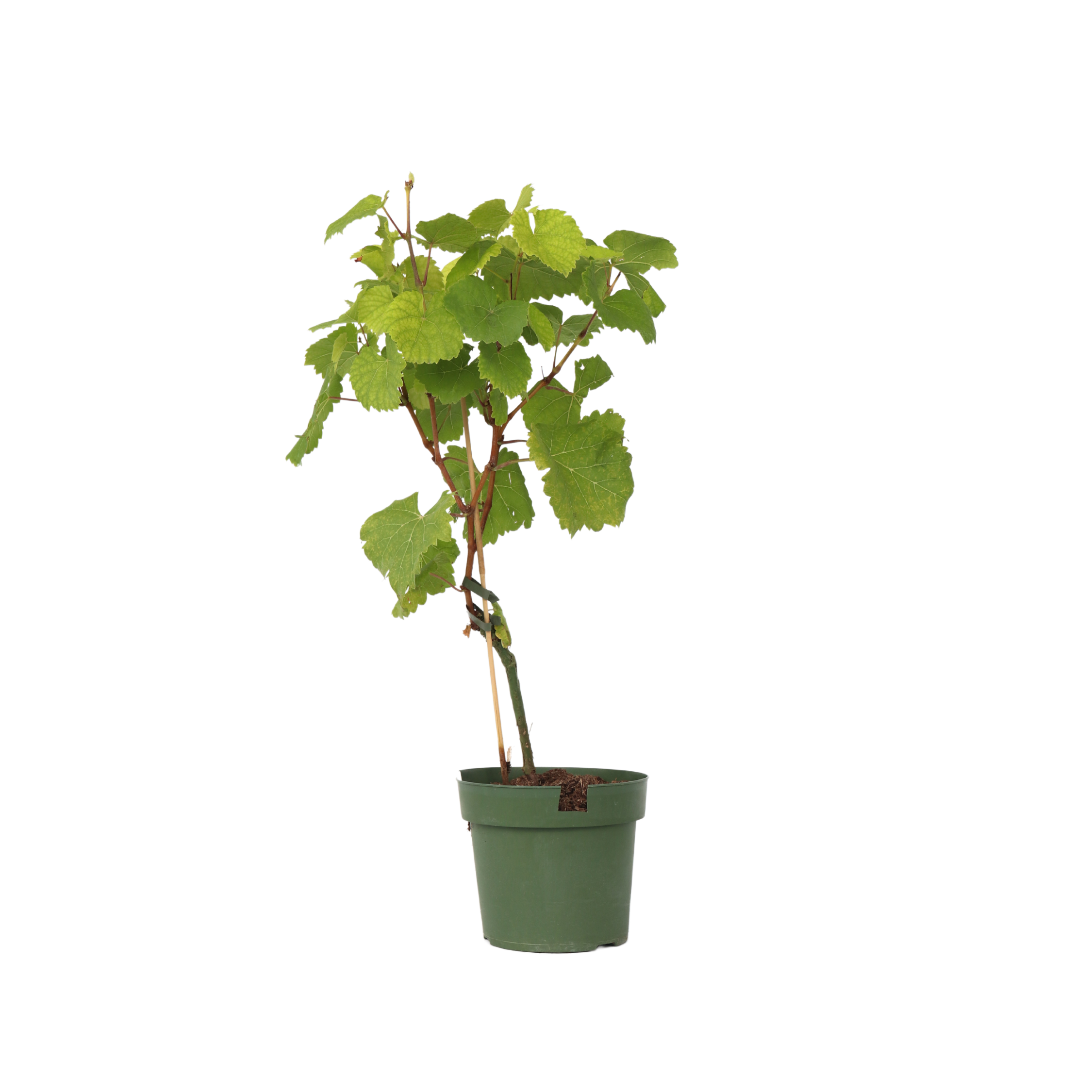 Druivenplant - Vitis vinifera‘Vanessa’ - Hoogte 60-75cm - ⌀21cm afbeelding