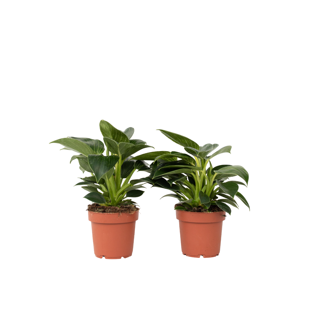 Witte Golfplant - Set van 2 - Philodendron'White Wave'- Hoogte 25-40cm -⌀12cm afbeelding