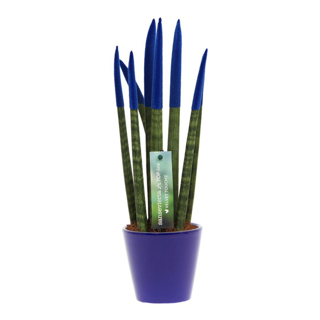 Vrouwentong - Sansevieria cylindrica - Hoogte 20-40cm -⌀9cm afbeelding