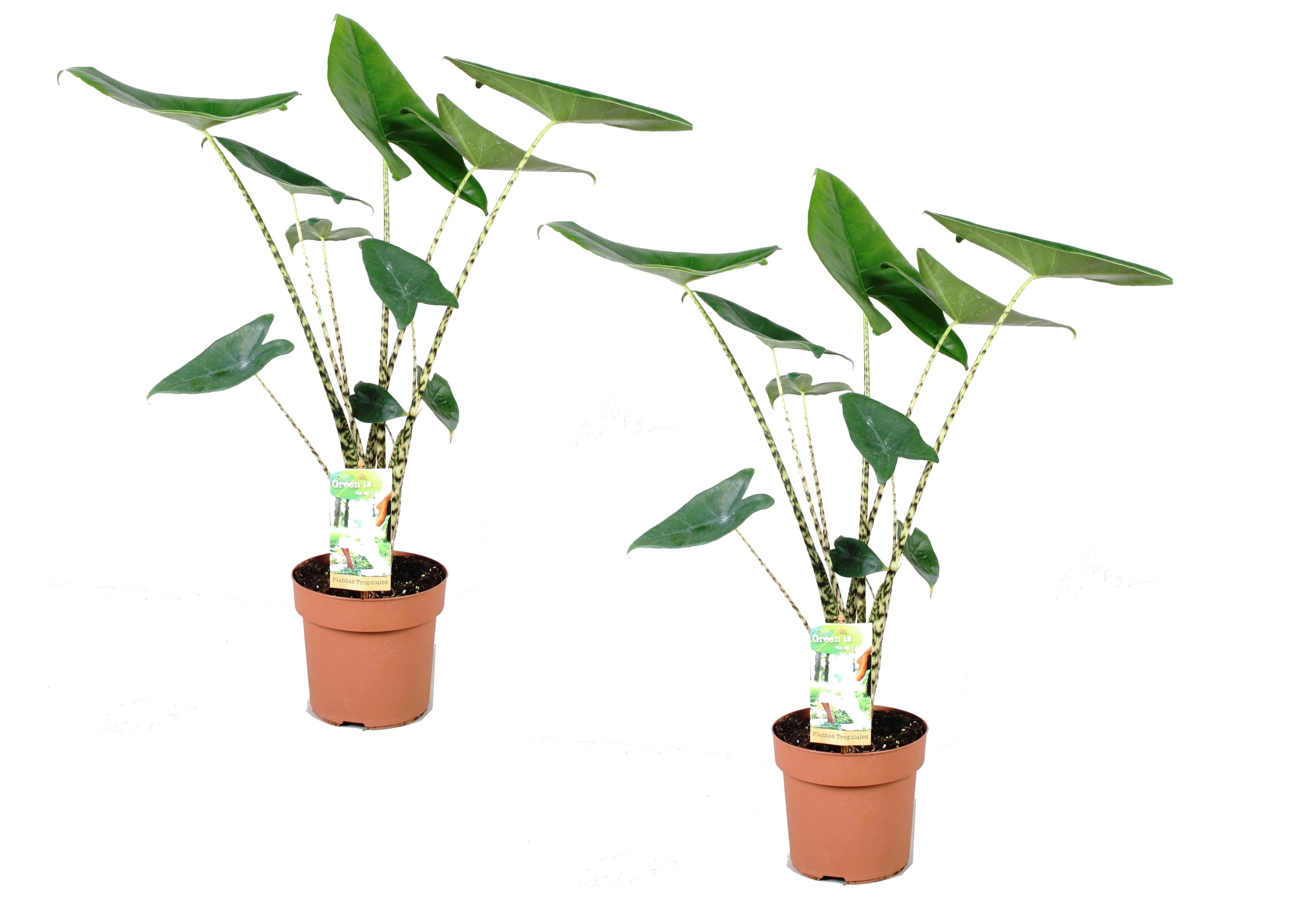 Olifantsoor - Set van 2 - Alocasia'Zebrina'- Hoogte 60-70cm -⌀17cm afbeelding