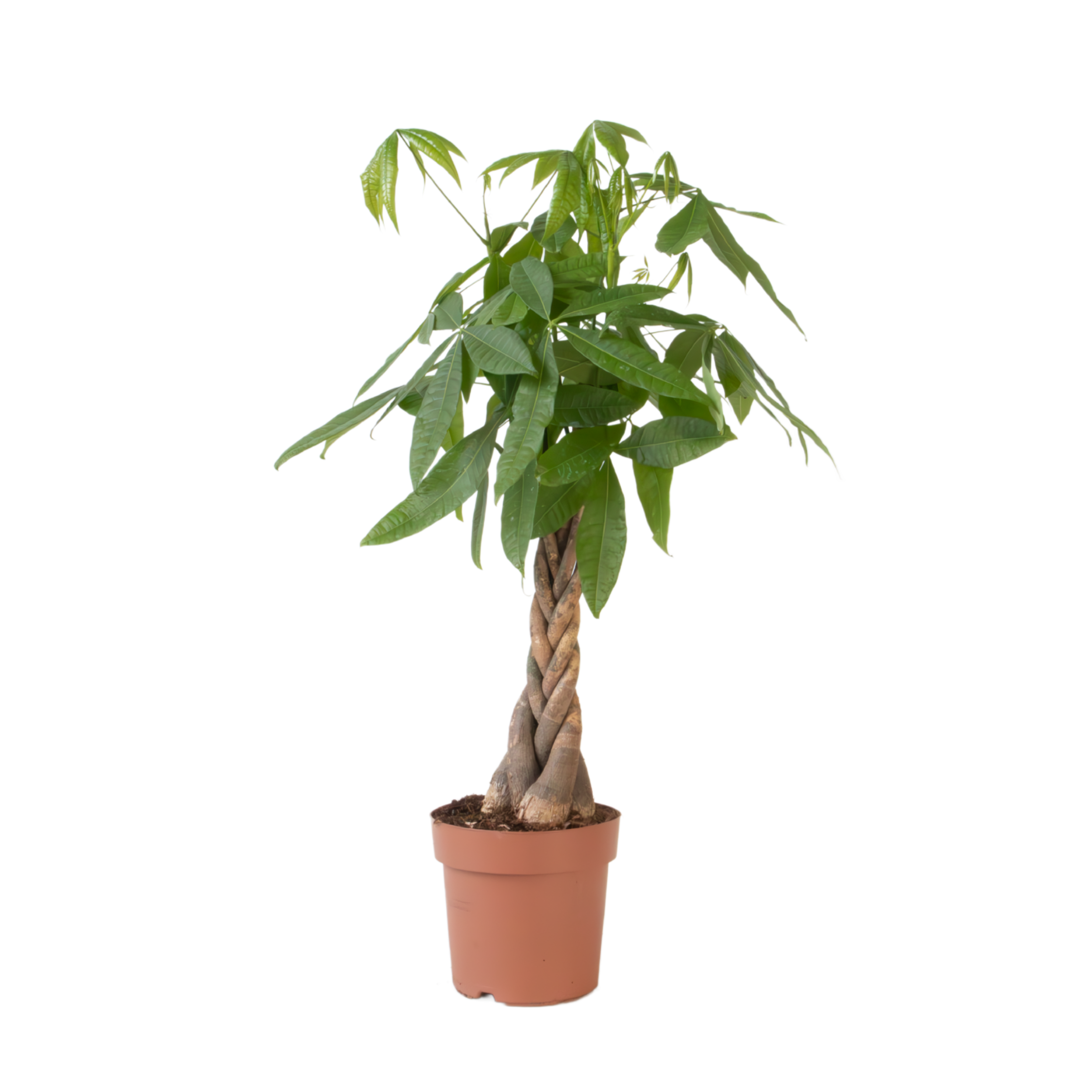 Geldboom - Pachira aquatica - Hoogte 100-120cm -⌀24cm afbeelding