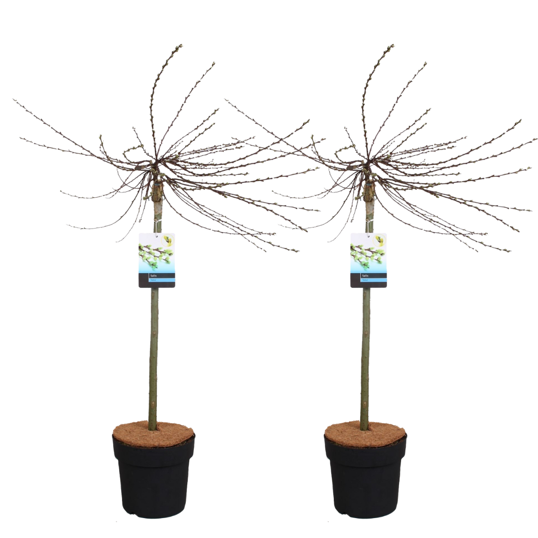 Dwergwilg - Set van 2 - Salix repens'Iona'- Hoogte 80-90cm -⌀19cm afbeelding