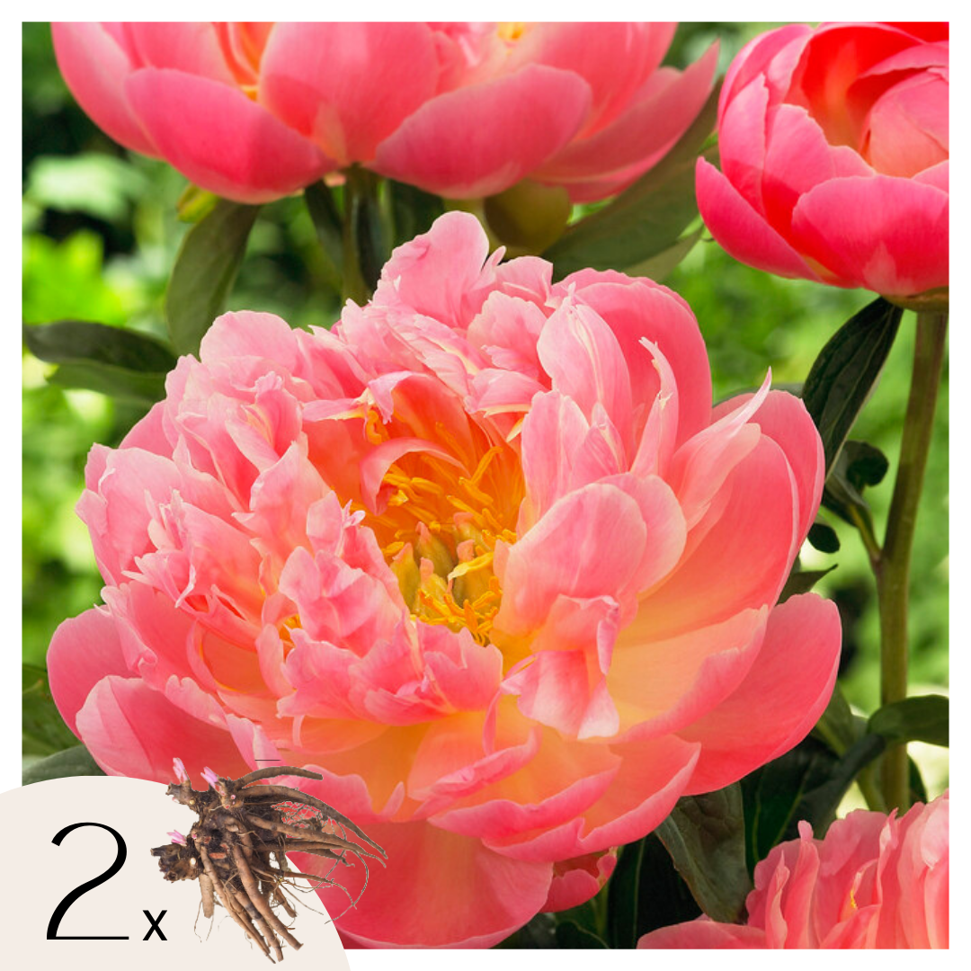 Pioenen - Set van 2 - Paeonia'Pink Hawaiian Coral'- Wortelstokken - Roze afbeelding