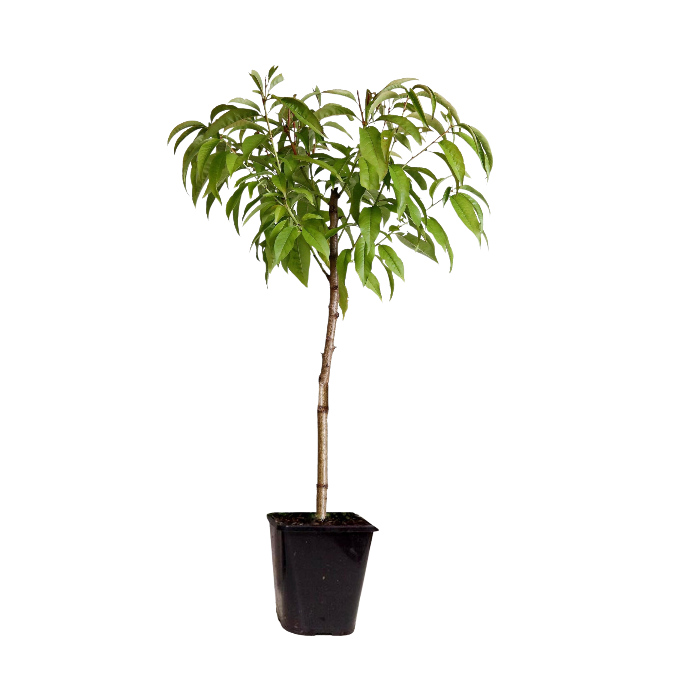 Dwergperzik - Prunus persica'Saturne'- Hoogte 60-70cm -⌀15cm afbeelding