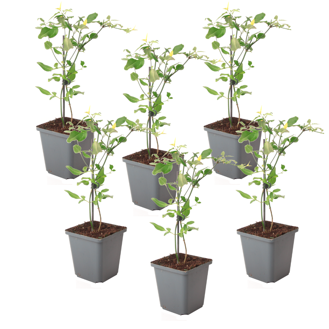 Jasmijn - Set van 6 - Jasminum'Summer Scent'- Hoogte 25-40cm -⌀9cm afbeelding