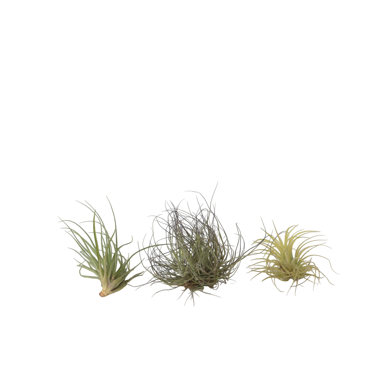 Luchtplantjes - Set van 3 - Tillandsia - Hoogte 5-15cm -⌀5cm afbeelding 1