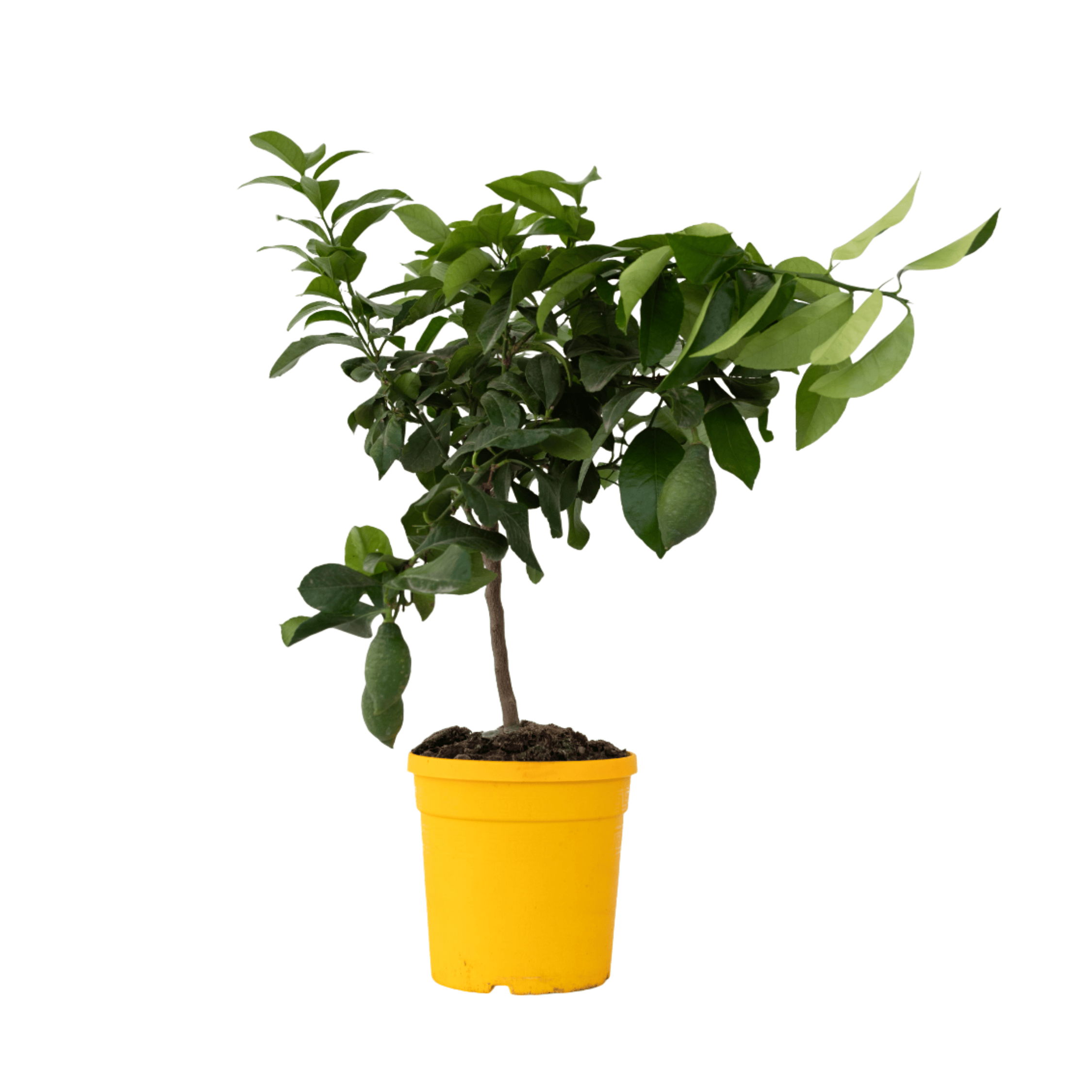 Citroenboom - Citrus limon - Hoogte 60-70cm -⌀19cm afbeelding