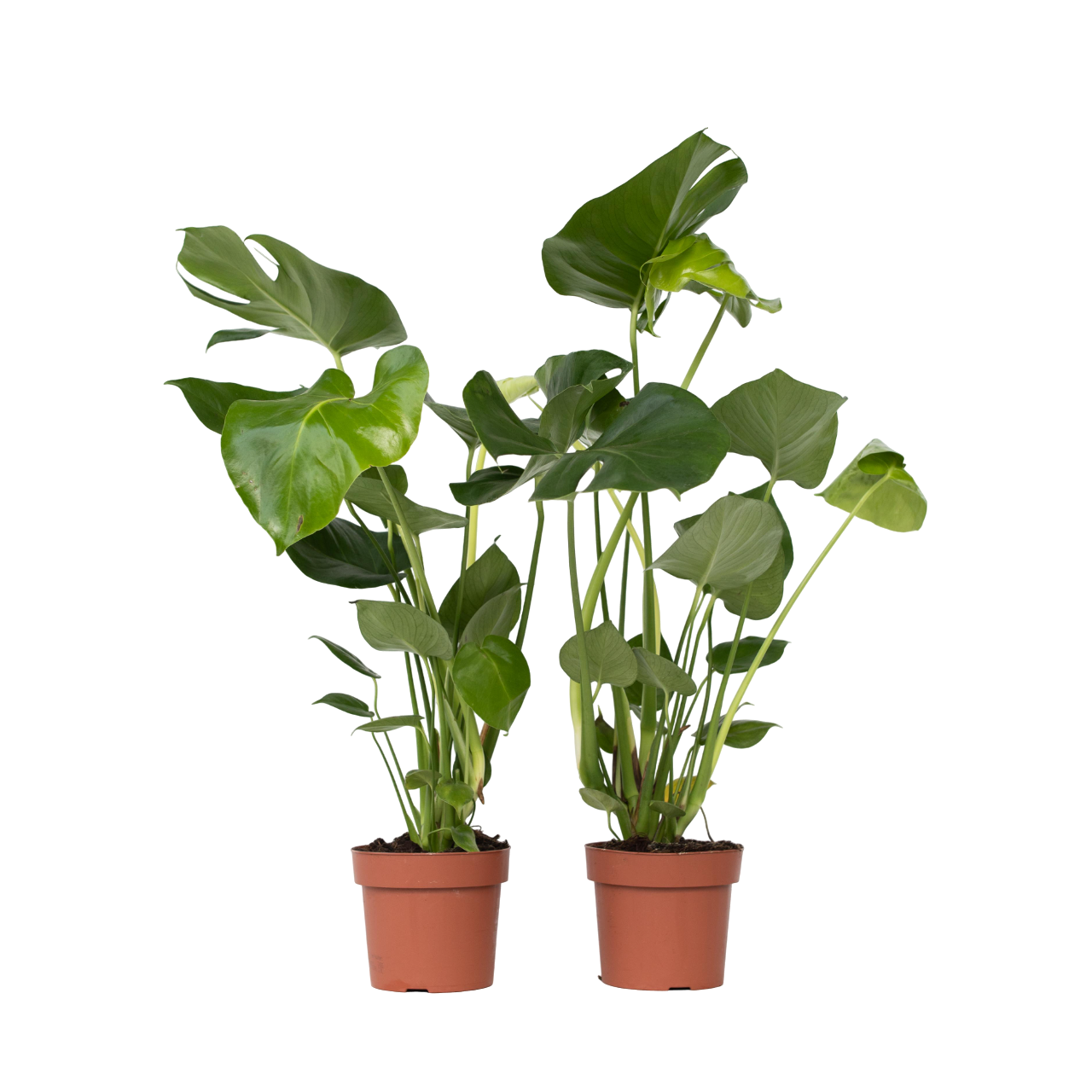 Gatenplant - Set van 2 - Monstera deliciosa - Hoogte 50-60cm -⌀17cm afbeelding