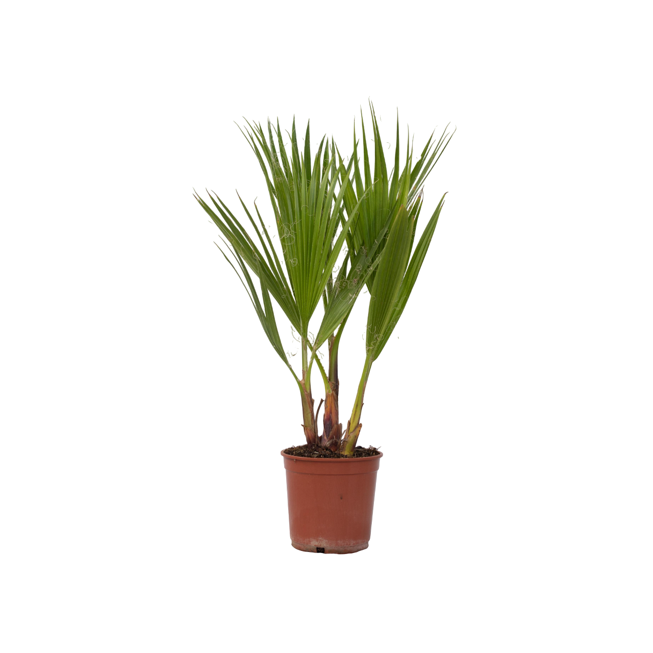 Mexicaanse waaierpalm - Washingtonia robusta - Hoogte 50-60cm -⌀15cm afbeelding