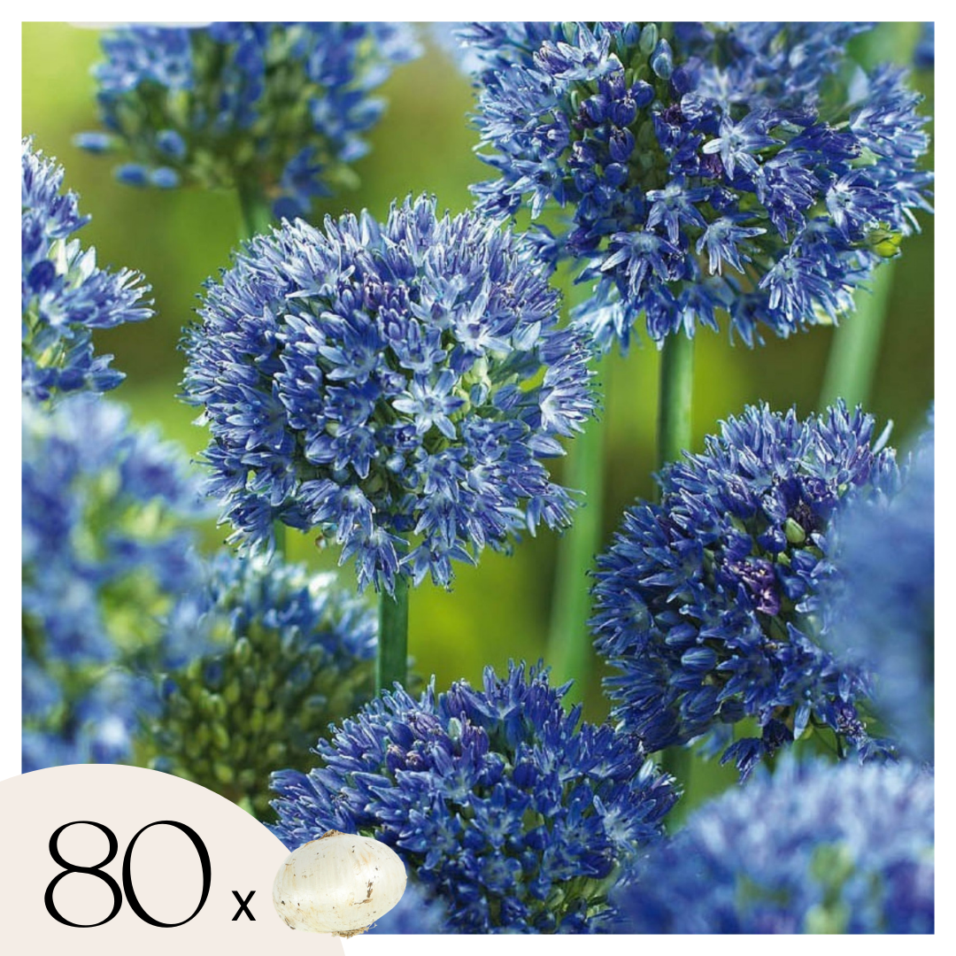 Alliumbollen - Set van 80 - Allium'Caeruleum'- Bloembollen - Blauw afbeelding
