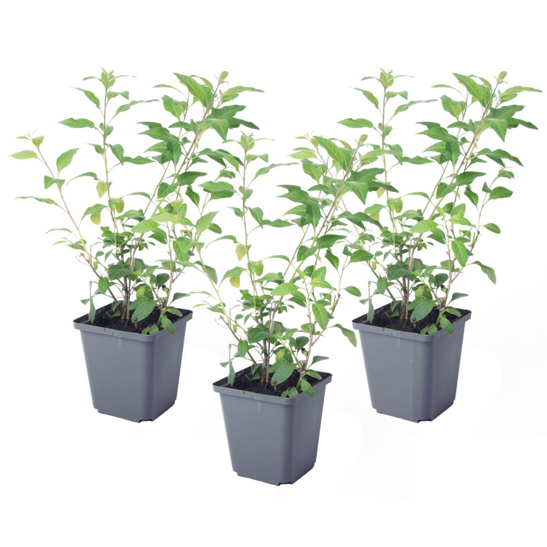 Nachtschade - Set van 3 - Lycianthes rantonnetii - Hoogte 25-40cm -⌀9cm afbeelding