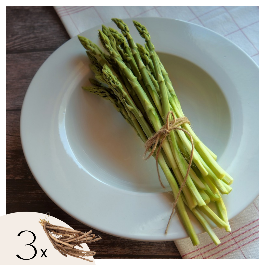 Groene Asperges - Set van 3 - Asparagus'Gijnlim'- Wortelstokken - Groen afbeelding
