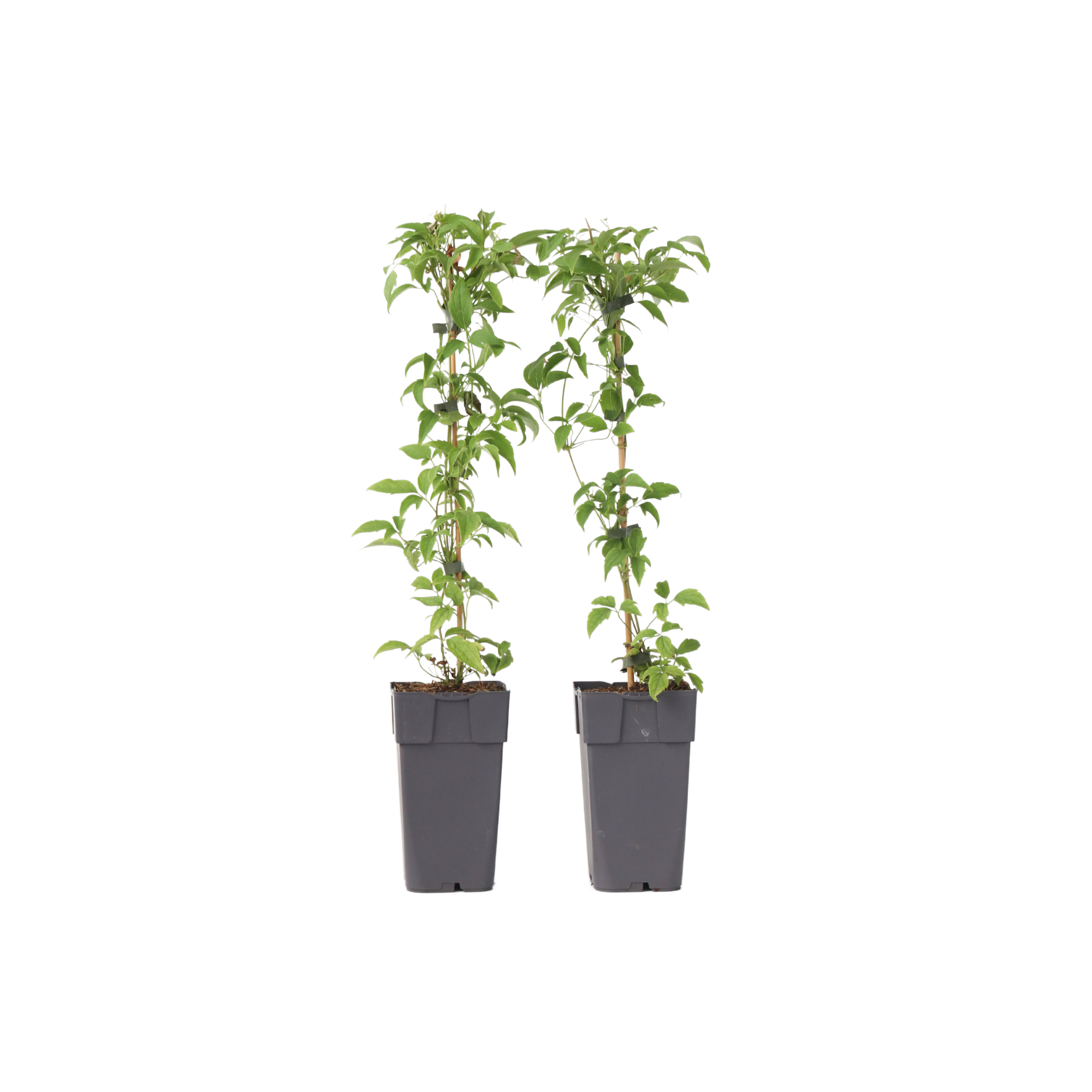 Bosrank - Set van 2 - Clematis montana'Grandiflora'- Hoogte 60-70cm -⌀15cm afbeelding