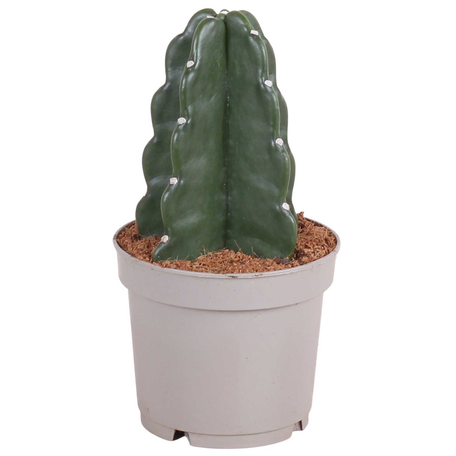Knuffelkaktus - Cereus jamacaru - Hoogte 25-30cm -⌀12cm afbeelding