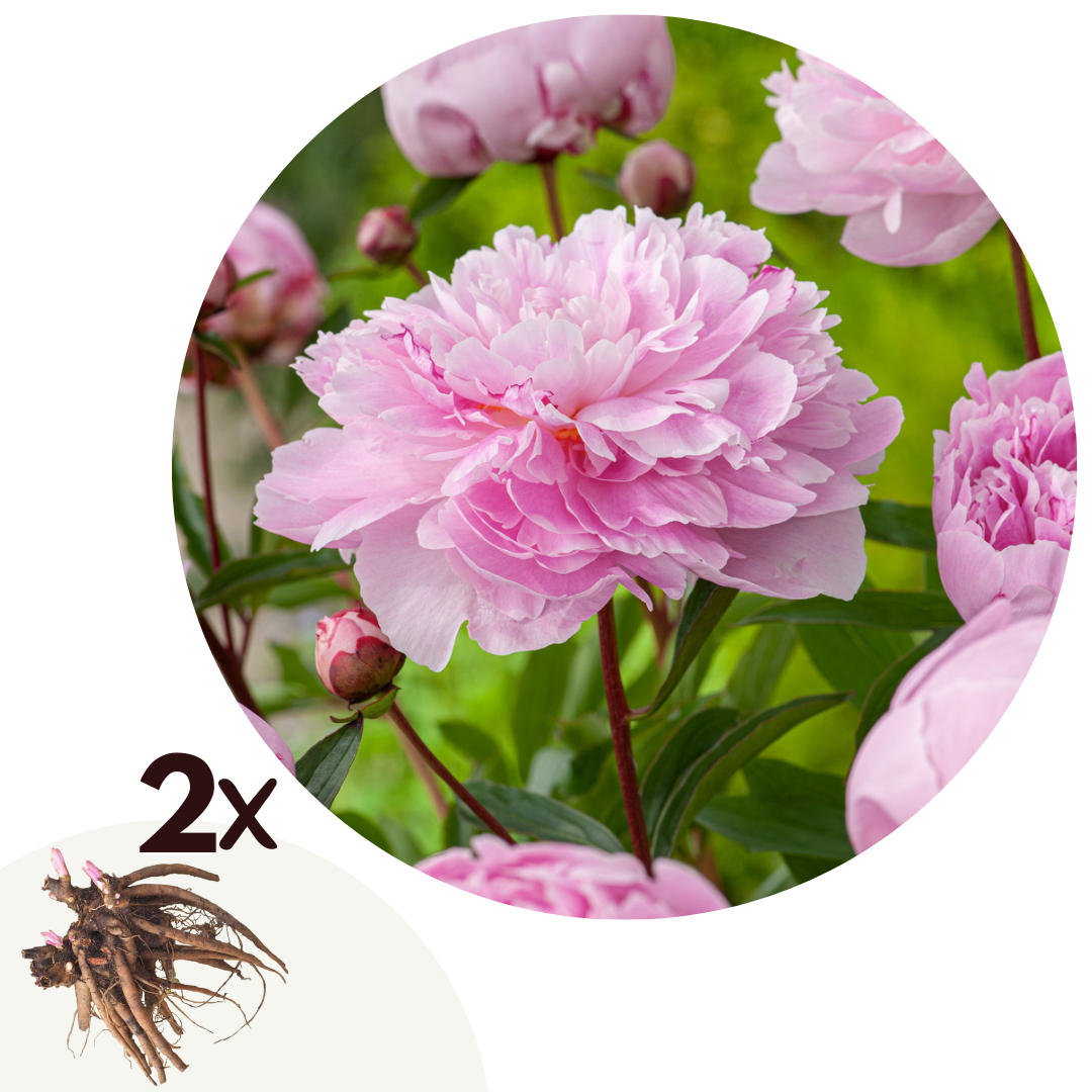 Pioenen - Set van 2 - Paeonia'Sarah Bernhardt'- Wortelstokken - Roze afbeelding