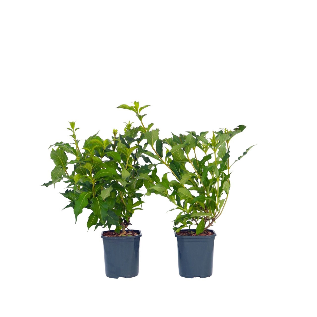 Rode heester - Set van 2 - Weigela florida'Red Prince'- Hoogte 25-40cm -⌀17cm afbeelding