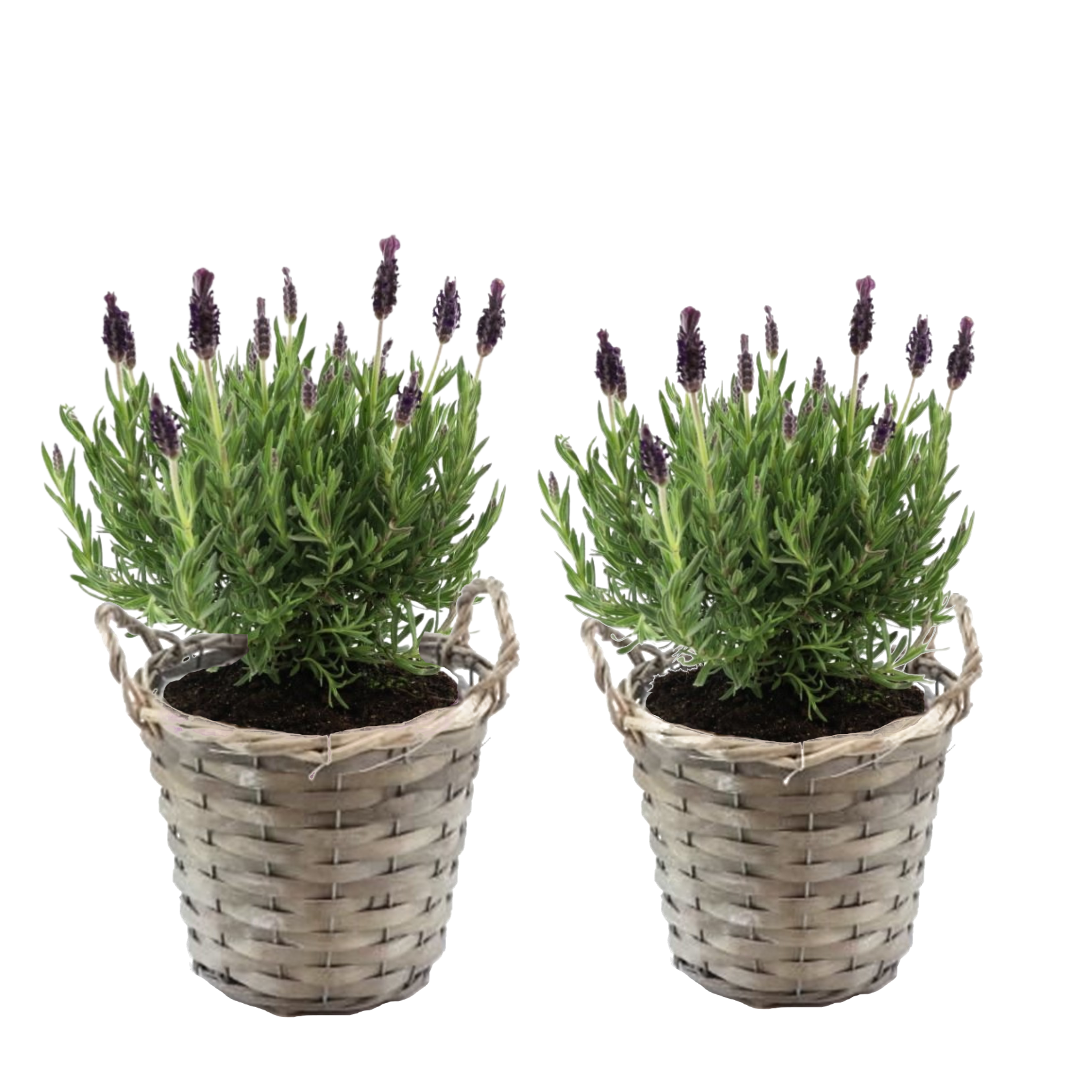 Lavendelstruik - Set van 2 - Lavandula stoechas'Anouk'- Hoogte 25-35cm -⌀15cm afbeelding