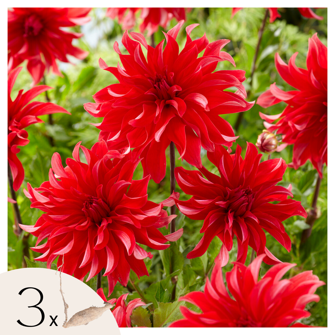 Dahliaknollen - Set van 3 - Dahlia'Labyrinth Red'- Rood afbeelding