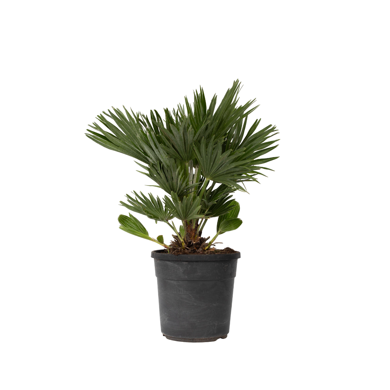 Dwergpalm - Chamaerops'Vulcano'- Hoogte 45-55cm -⌀24cm afbeelding