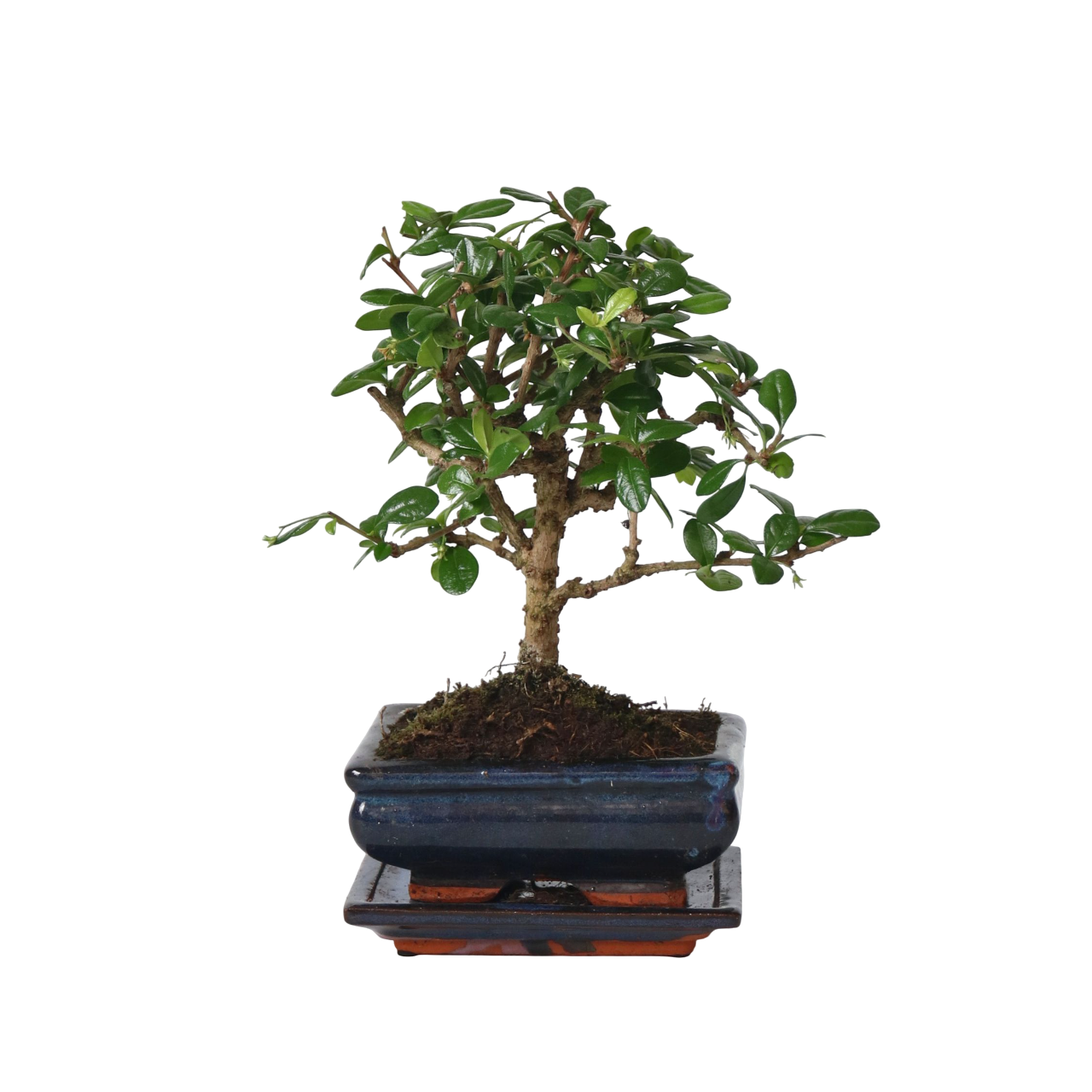 Bonsai - Carmona microphylla - Hoogte 25-30cm -⌀15cm afbeelding