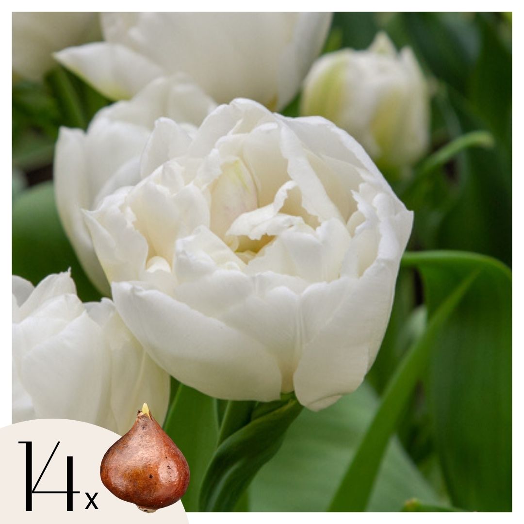 Tulpenbollen - Set van 14 - Tulipa'Mondial'- Bloembollen afbeelding