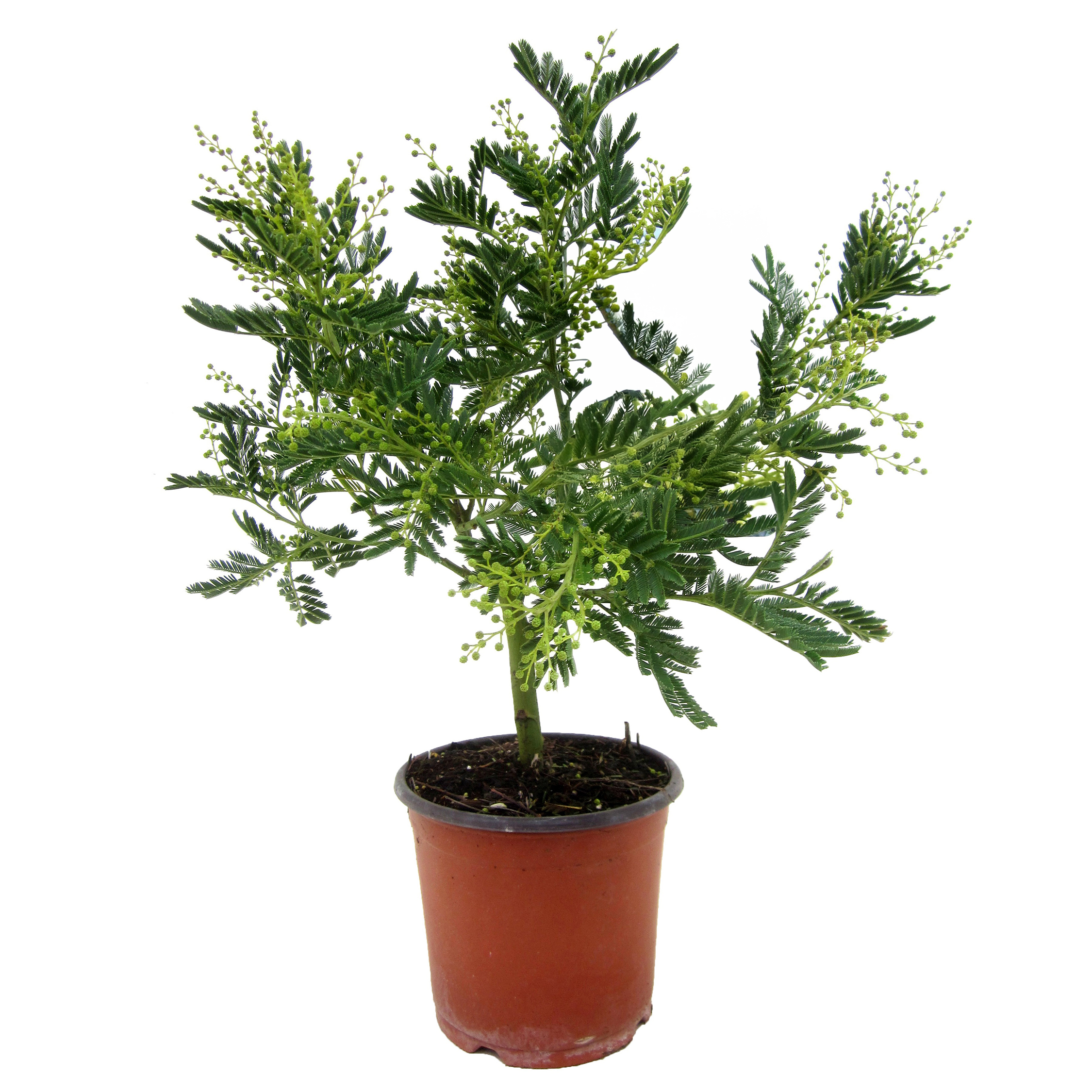 Acacia - Mimosa dealbata - Hoogte 40-50cm -⌀15cm afbeelding