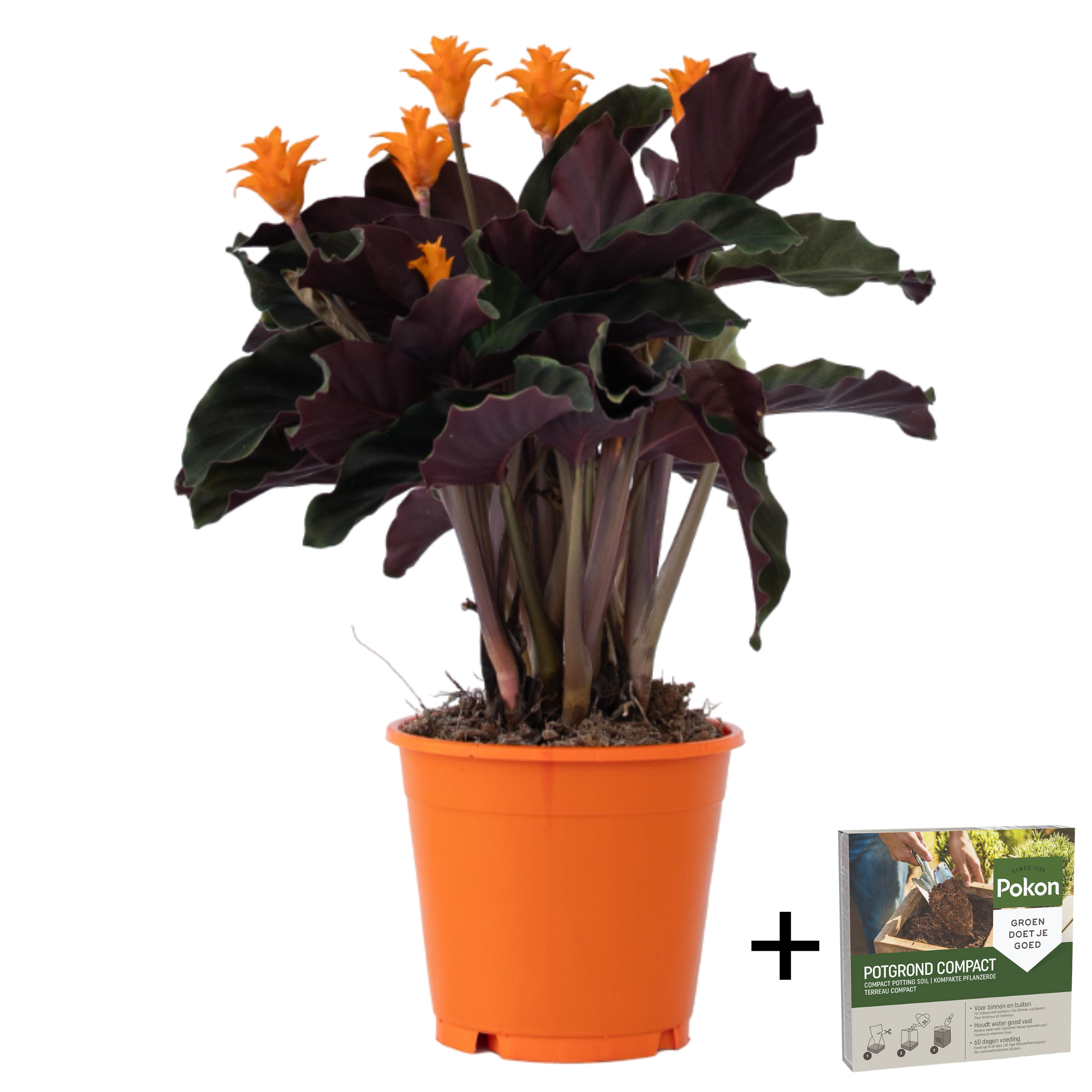 Eeuwige vlam - Calathea crocata'Tassmania'- Hoogte 40-50cm -⌀14cm afbeelding