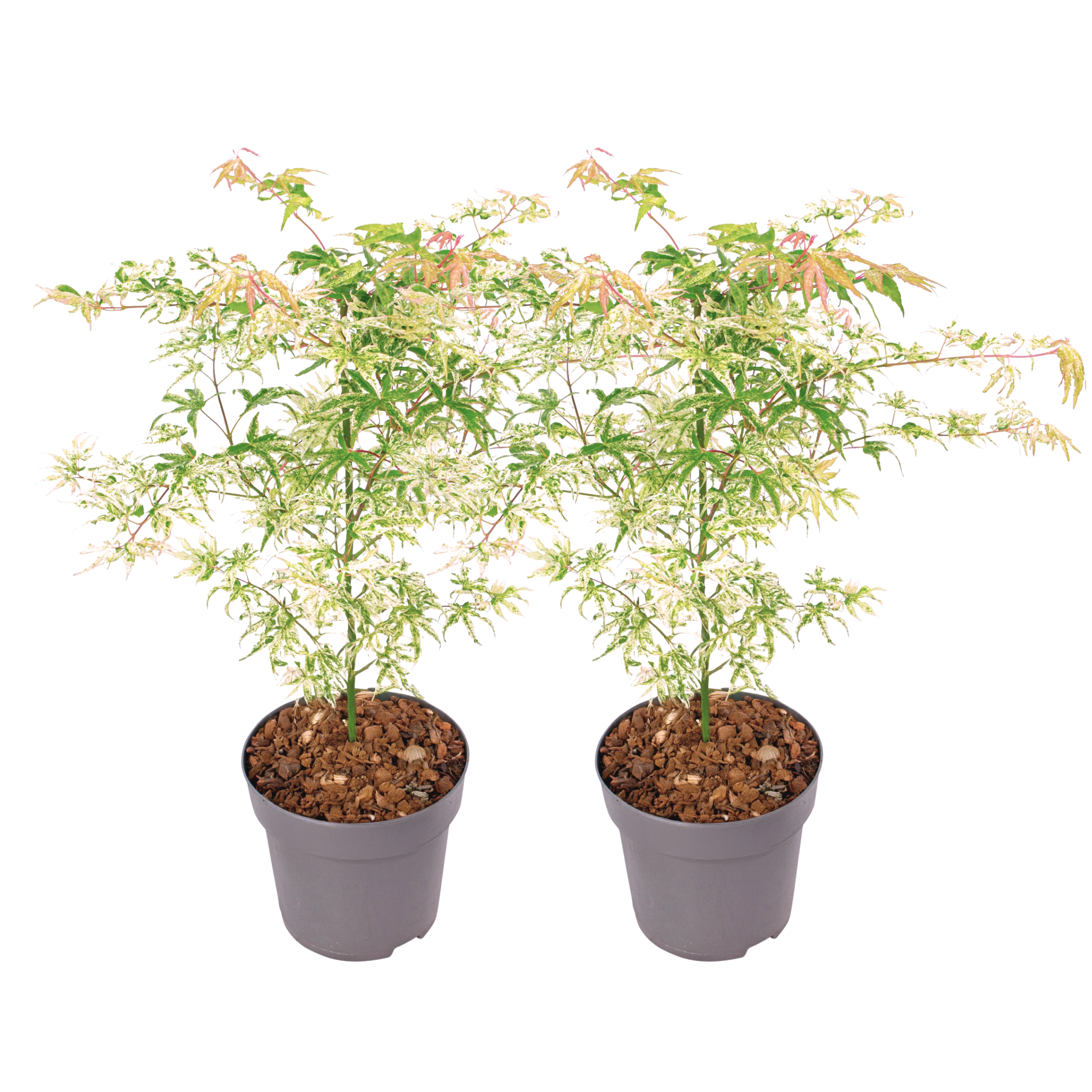 Japanse Esdoorn - Set van 2 - Acer palmatum'Ukigumo'- Hoogte 50-60cm -⌀19cm afbeelding