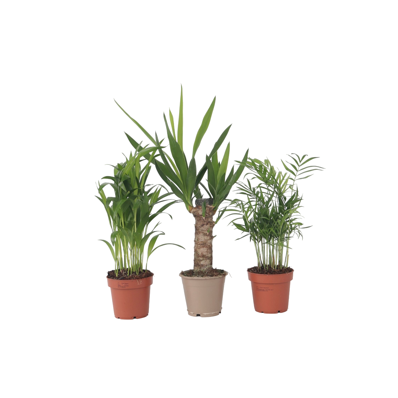 Kamerpalmen - Set van 3 - Mini Indoor Palm Mix - Hoogte 25-40cm -⌀12cm afbeelding