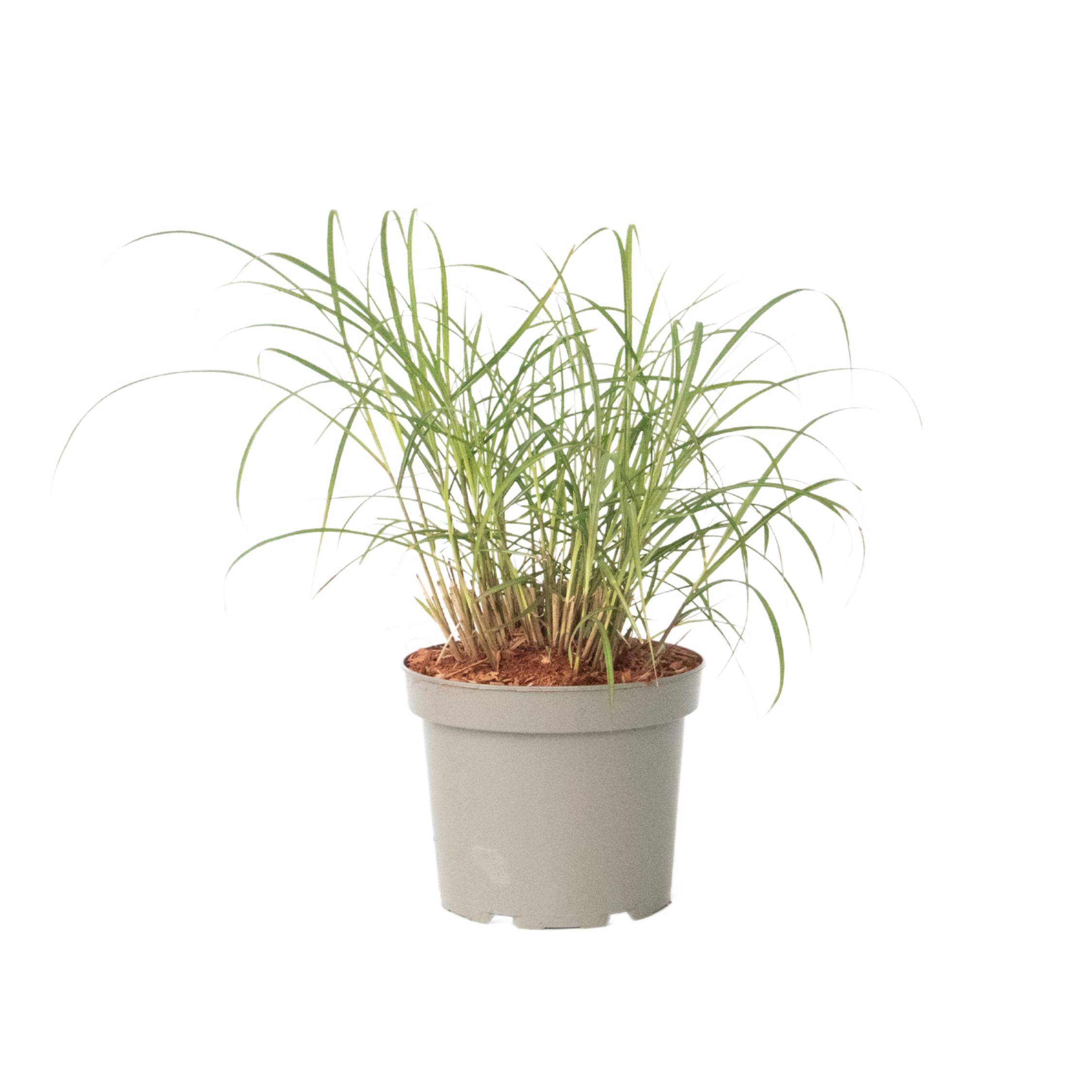 Prachtriet - Miscanthus sinensis'Red Chief'- Hoogte 40-60cm -⌀23cm afbeelding