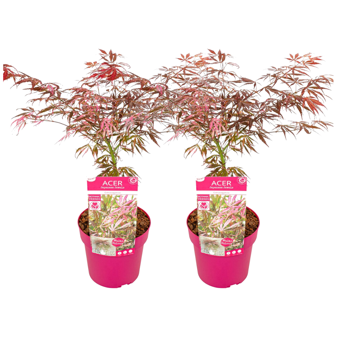 Japanse Esdoorn - Set van 2 - Acer'Extravaganza'- Hoogte 50-60cm -⌀19cm afbeelding