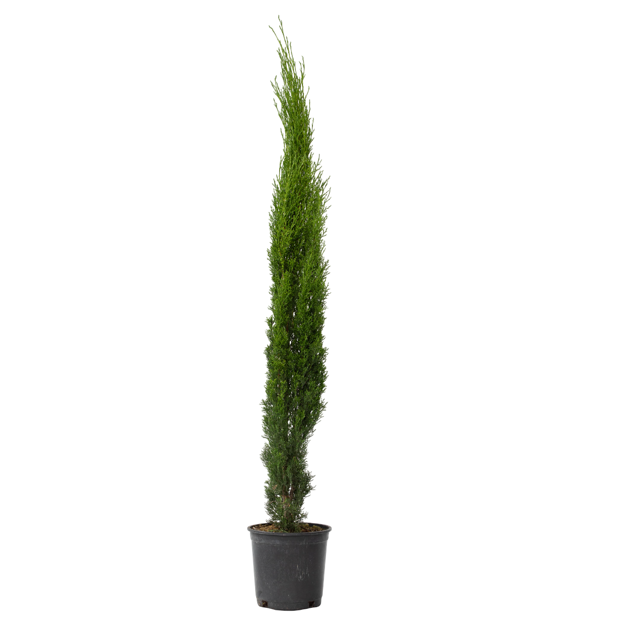 Italiaanse Cipres - Cupressus sempervirens - Hoogte 70-80cm -⌀19cm afbeelding